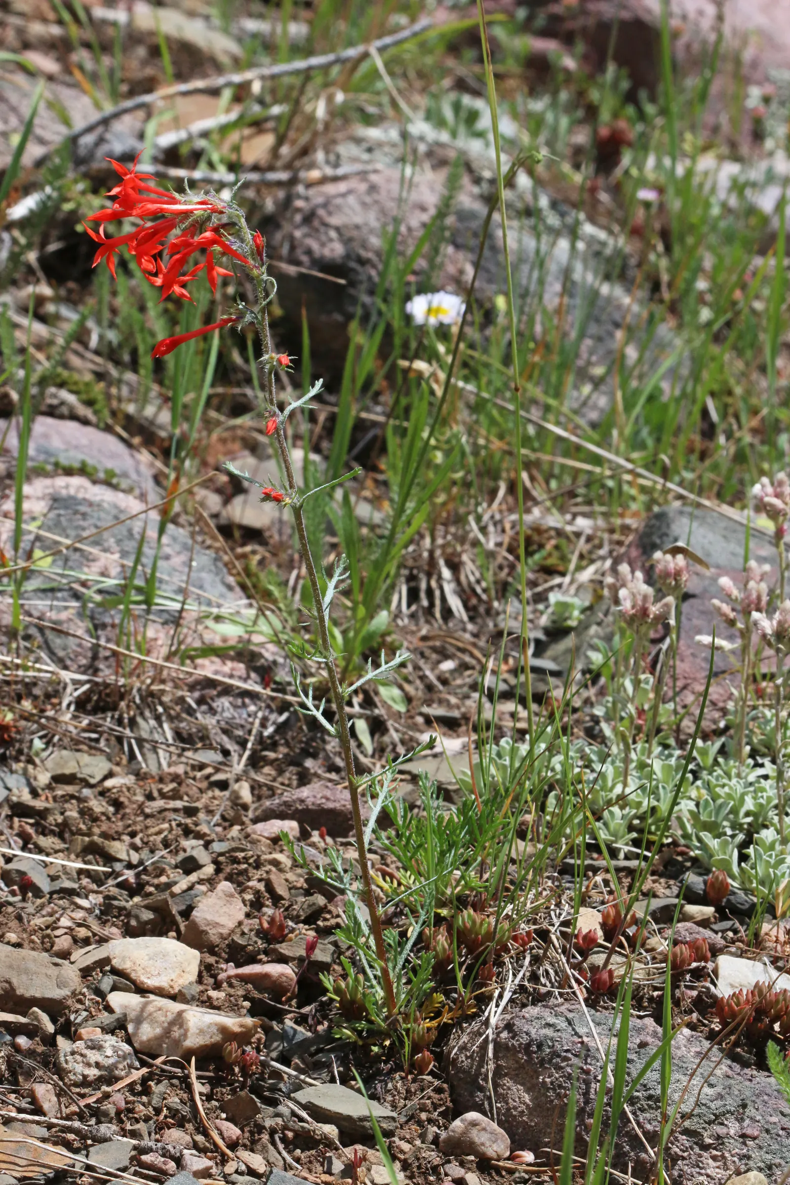 Scarlet Gillia (Ipomopsis Aggregata) — erect stems are adorned with lanceolate leaves that are approximately 1 to 2 inches long; complementary-colored plants