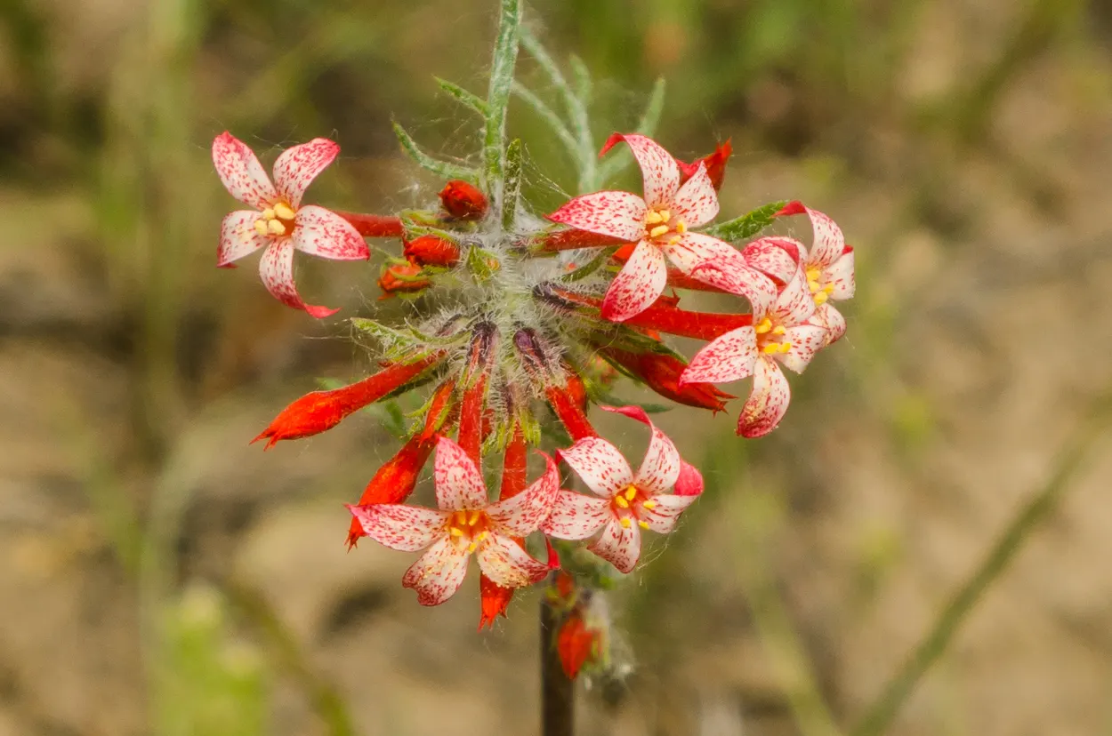 Scarlet Gillia (Ipomopsis Aggregata) — is a biennial to short-lived perennial that provides a striking splash of color; regular watering during extended dry