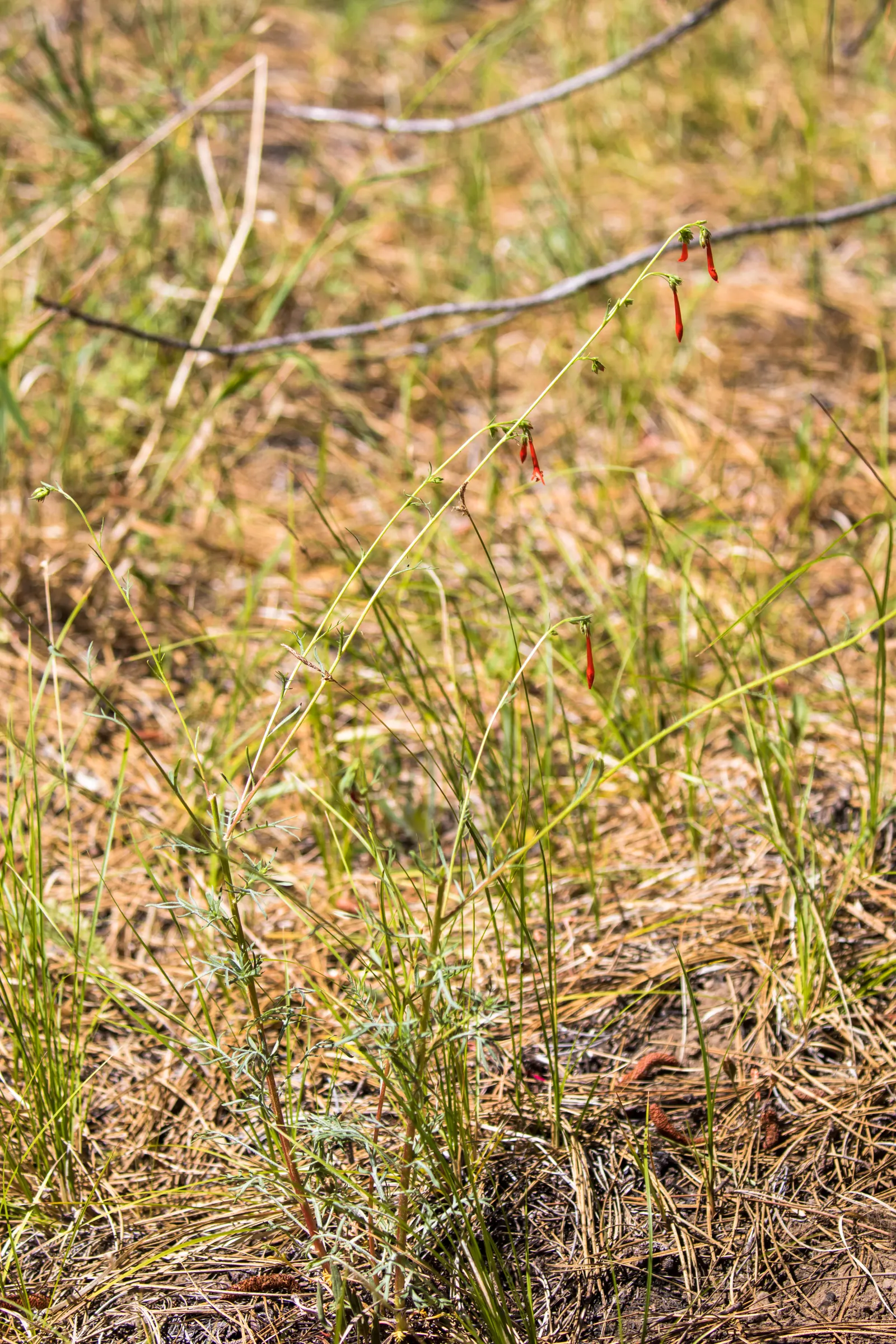 Scarlet Gillia (Ipomopsis Aggregata) — Regular watering during extended dry periods will help maintain vigor; and inform the client of the potential need to