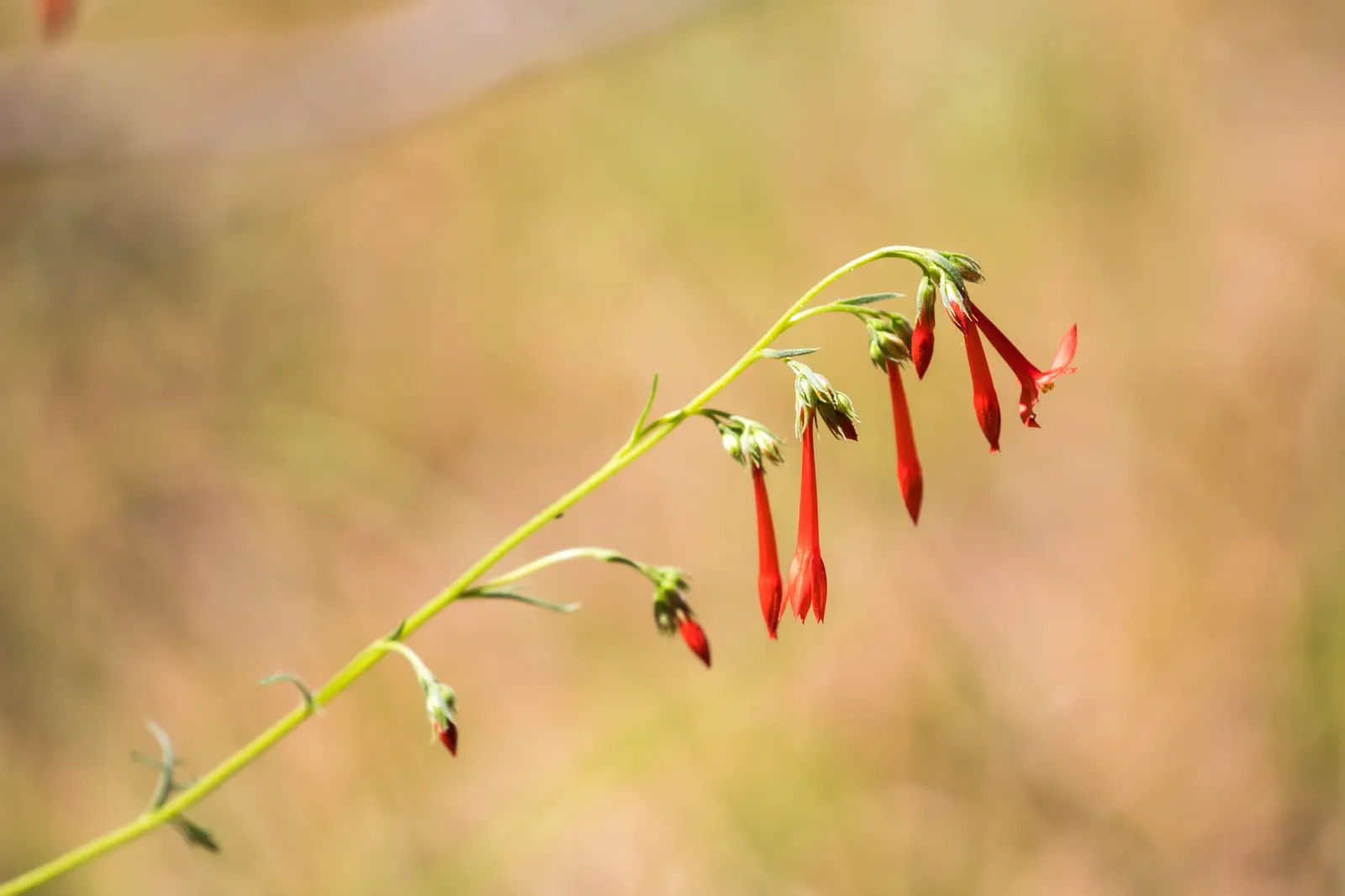 Scarlet Gillia (Ipomopsis Aggregata) — and inform the client of the potential need to reseed this plant to ensure its return; use in clusters for a dramatic