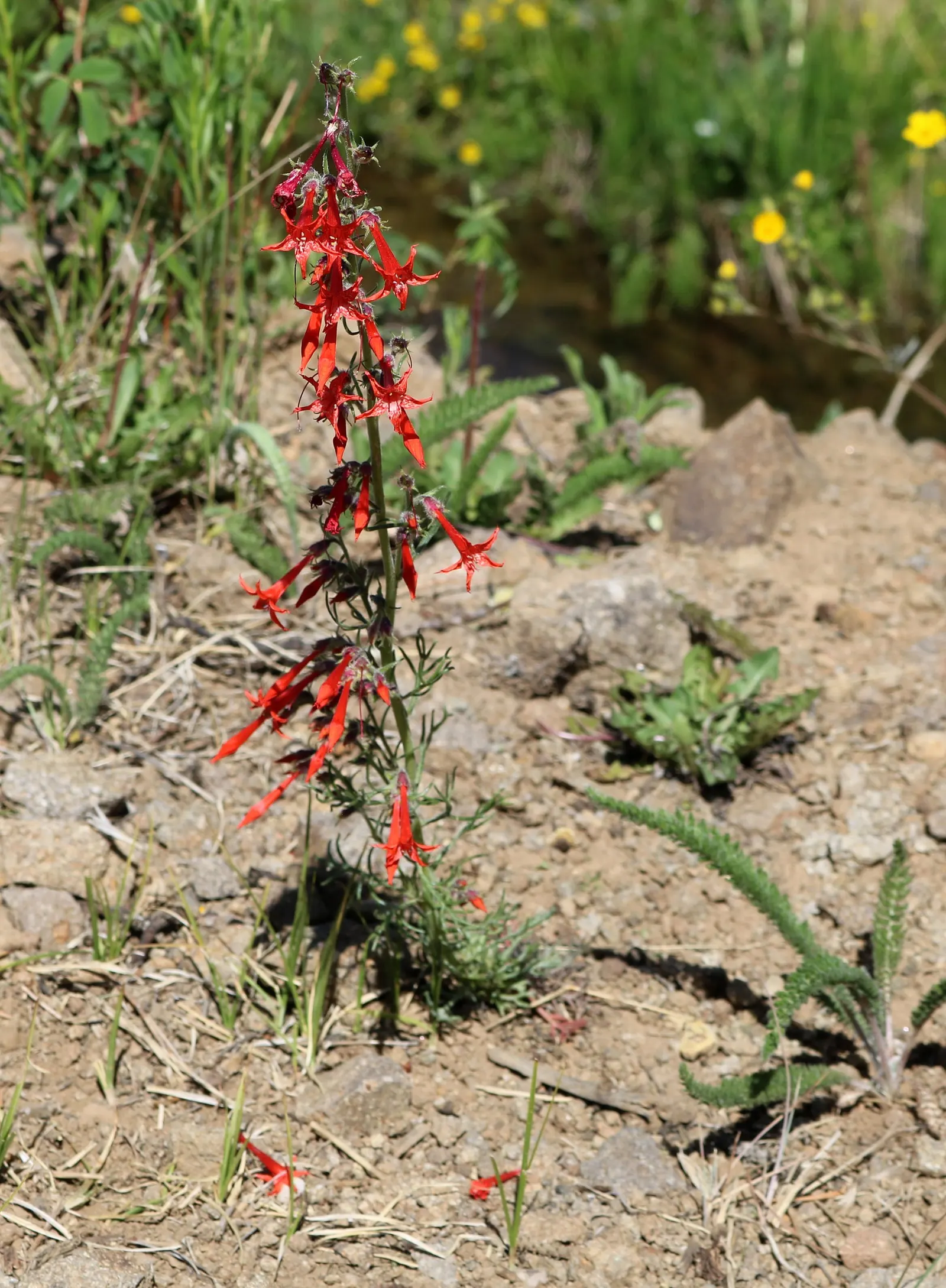 Scarlet Gillia (Ipomopsis Aggregata) — perennial with orange and red blooms; the plant prefers full sun conditions but can tolerate light shade