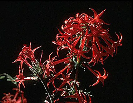 Scarlet Gillia (Ipomopsis Aggregata) — Reaching a height of 1 to 4 feet; erect stems are adorned with lanceolate leaves that are approximately 1 to, image 59