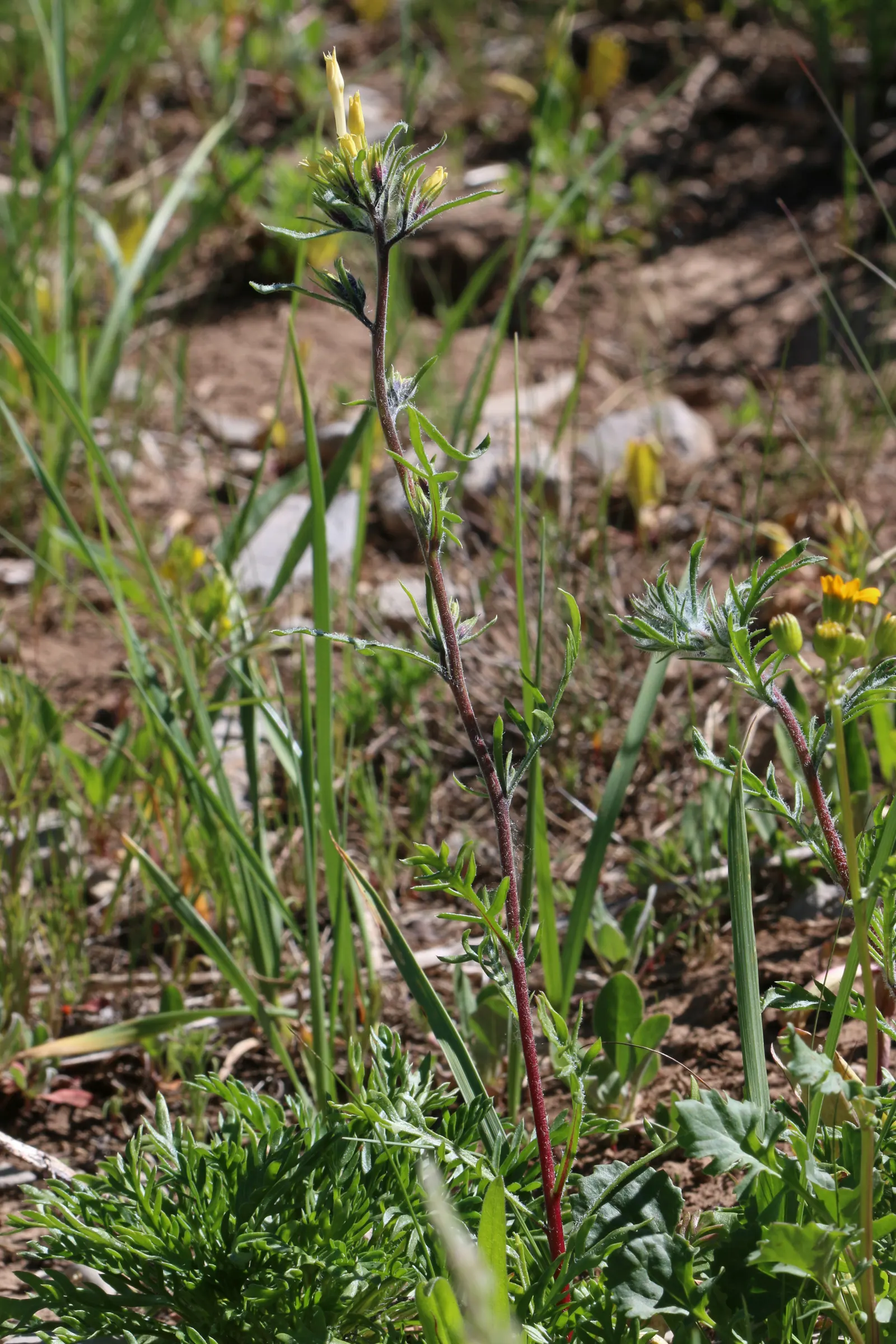 Scarlet Gillia (Ipomopsis Aggregata) — The plant prefers full sun conditions but can tolerate light shade