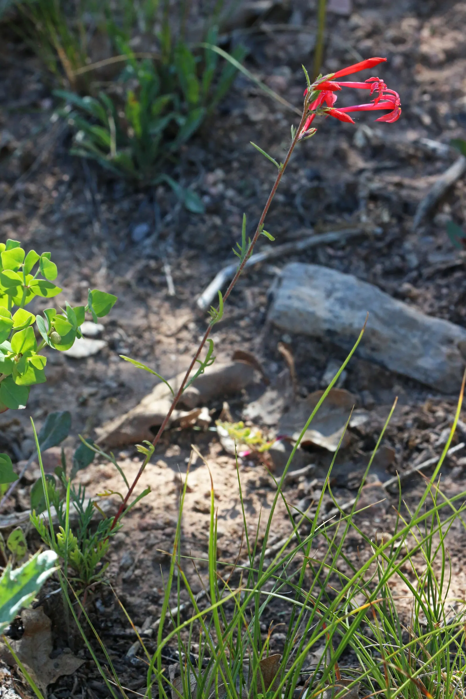 Scarlet Gillia (Ipomopsis Aggregata) — complementary-colored plants