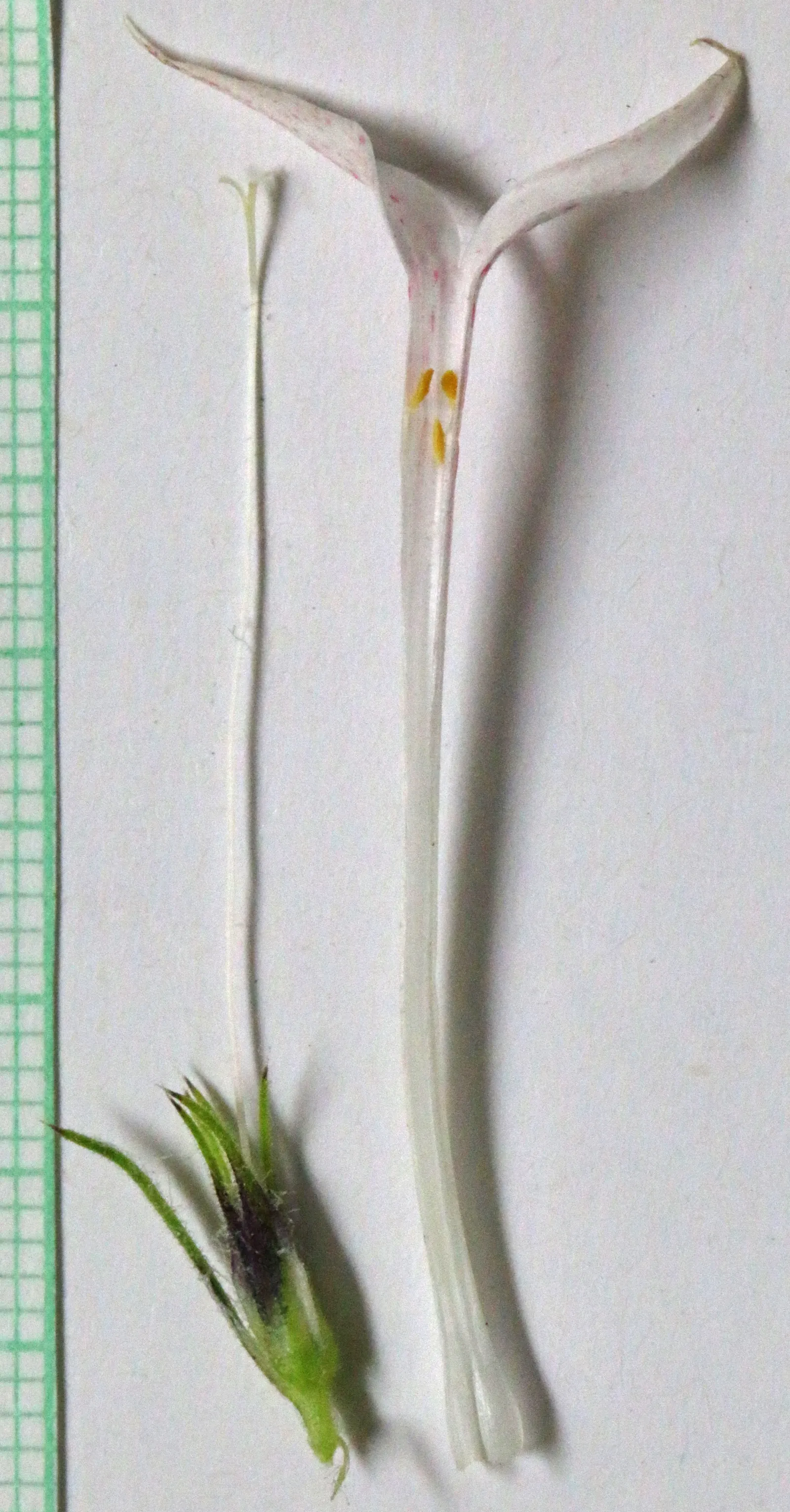 Scarlet Gillia (Ipomopsis Aggregata) — Ideal for dry, well-drained soil and full sun, it blooms from late spring to early fall; be mindful of its, image 78