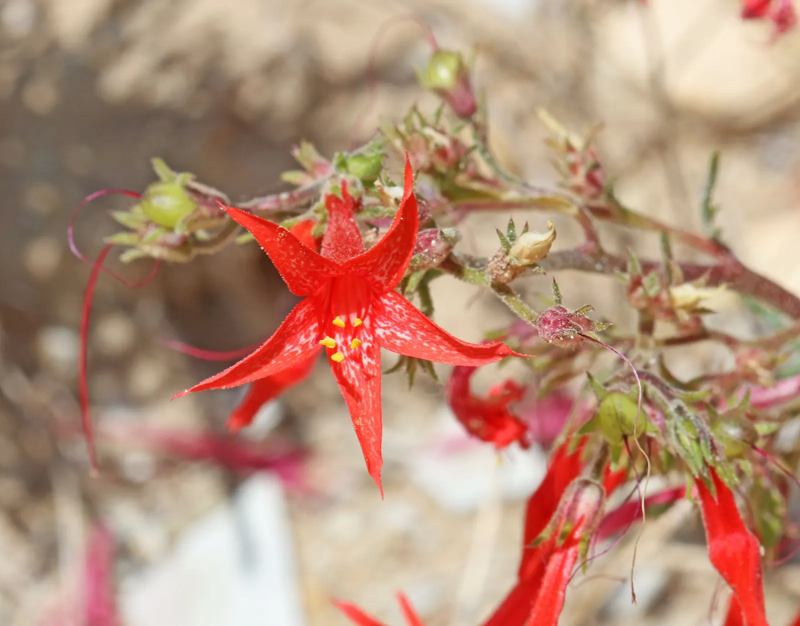 Scarlet Gillia (Ipomopsis Aggregata) — Ideal for dry, well-drained soil and full sun, it blooms from late spring to early fall; be mindful of its zone