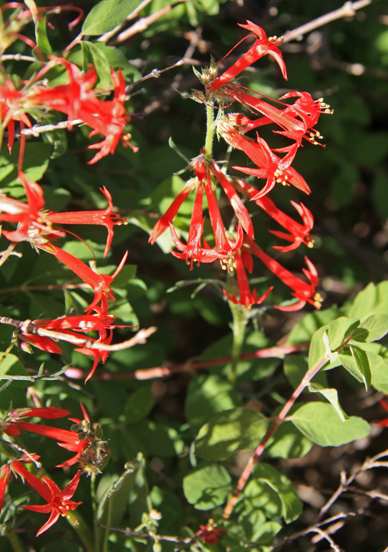 Scarlet Gillia (Ipomopsis Aggregata) — thus encouraging biodiversity within the landscape; as it may behave more like an annual in colder climates