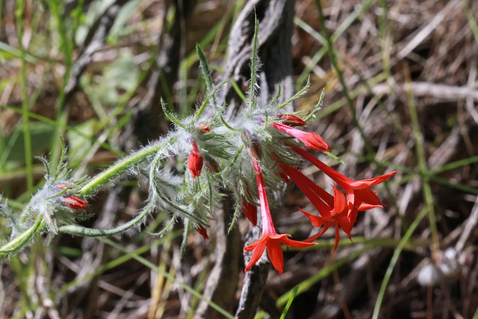 Scarlet Gillia (Ipomopsis Aggregata) — Scarlet Gilia, or Ipomopsis aggregata, is a striking biennial reaching 1 to 4 feet in height; hardy in zones 3-10, it
