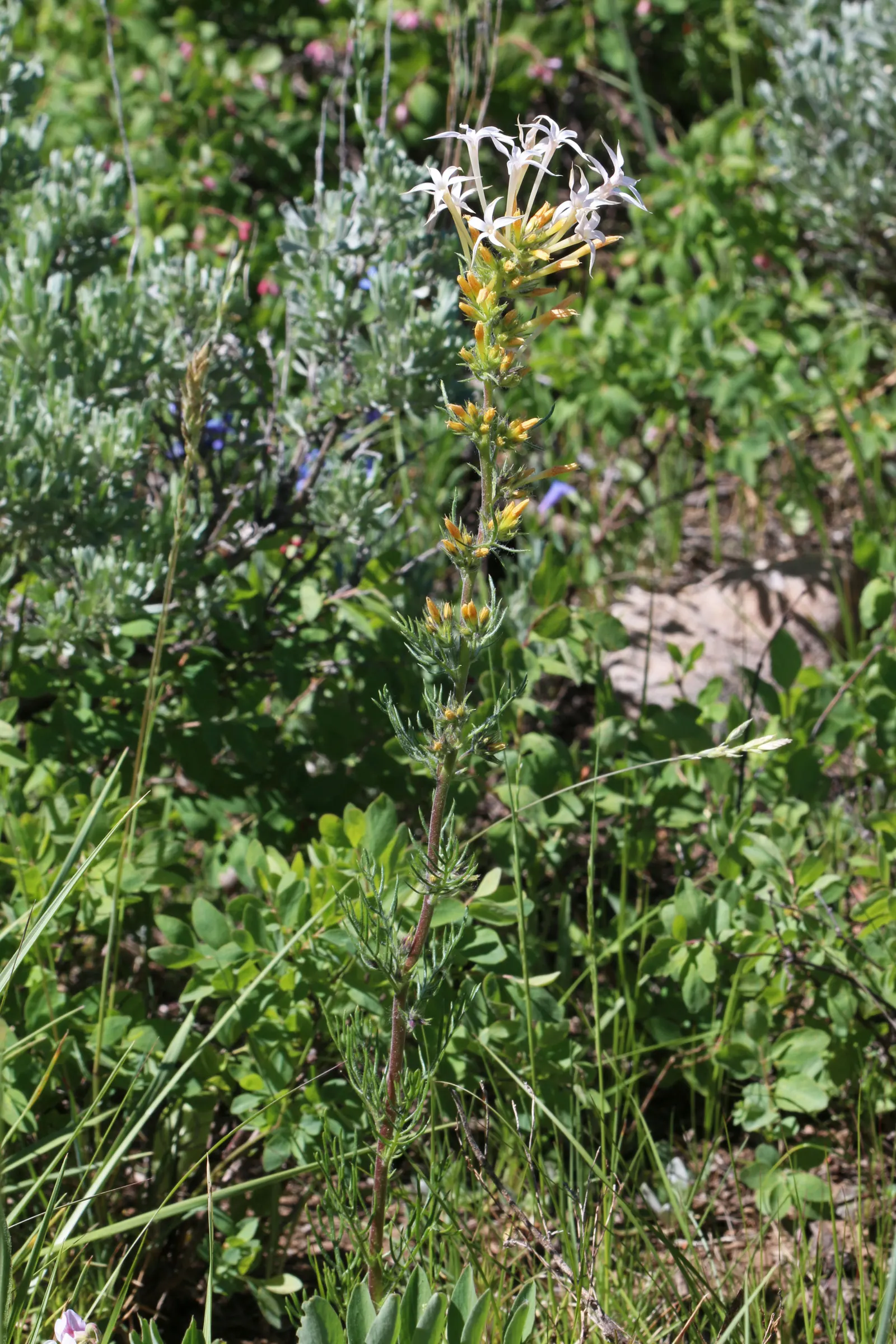 Scarlet Gillia (Ipomopsis Aggregata) — and inform the client of the potential need to reseed this plant to ensure its return
