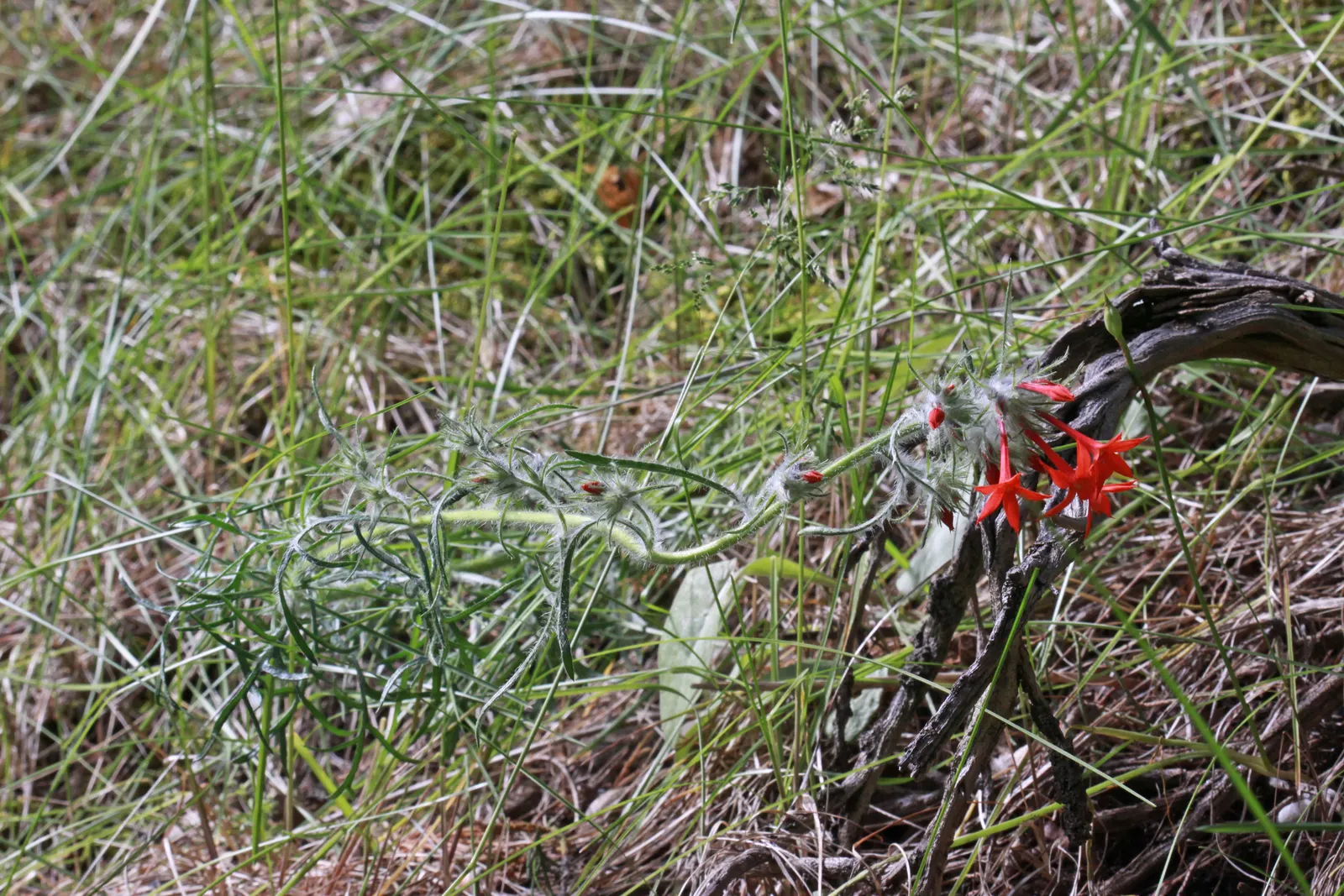 Scarlet Gillia (Ipomopsis Aggregata) — Be mindful of its zone hardiness (3 to 10); orange and red flowers in the garden, image 68