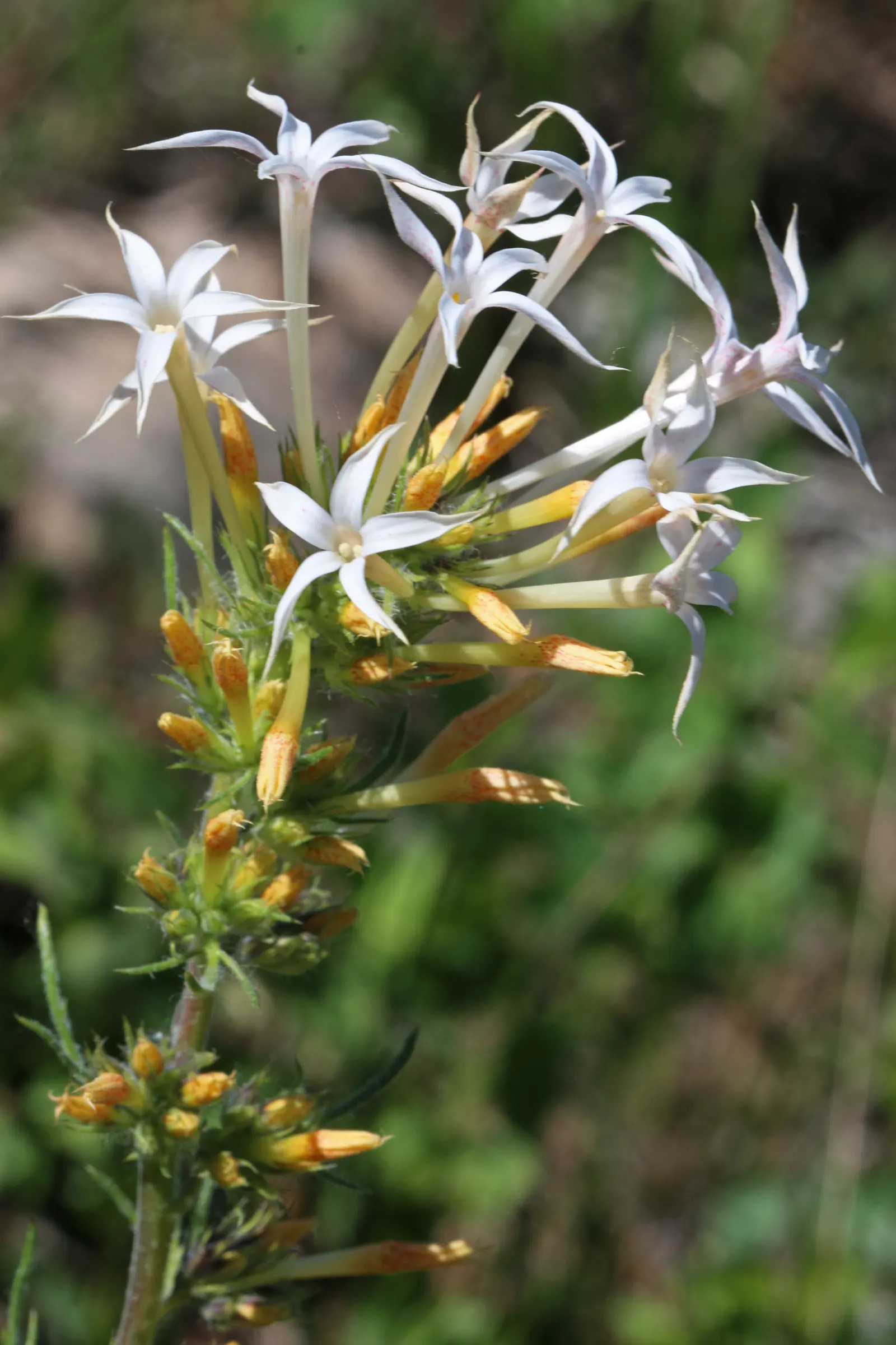 Scarlet Gillia (Ipomopsis Aggregata) — Scarlet Gilia, or Ipomopsis aggregata, is a striking biennial reaching 1 to 4 feet in height