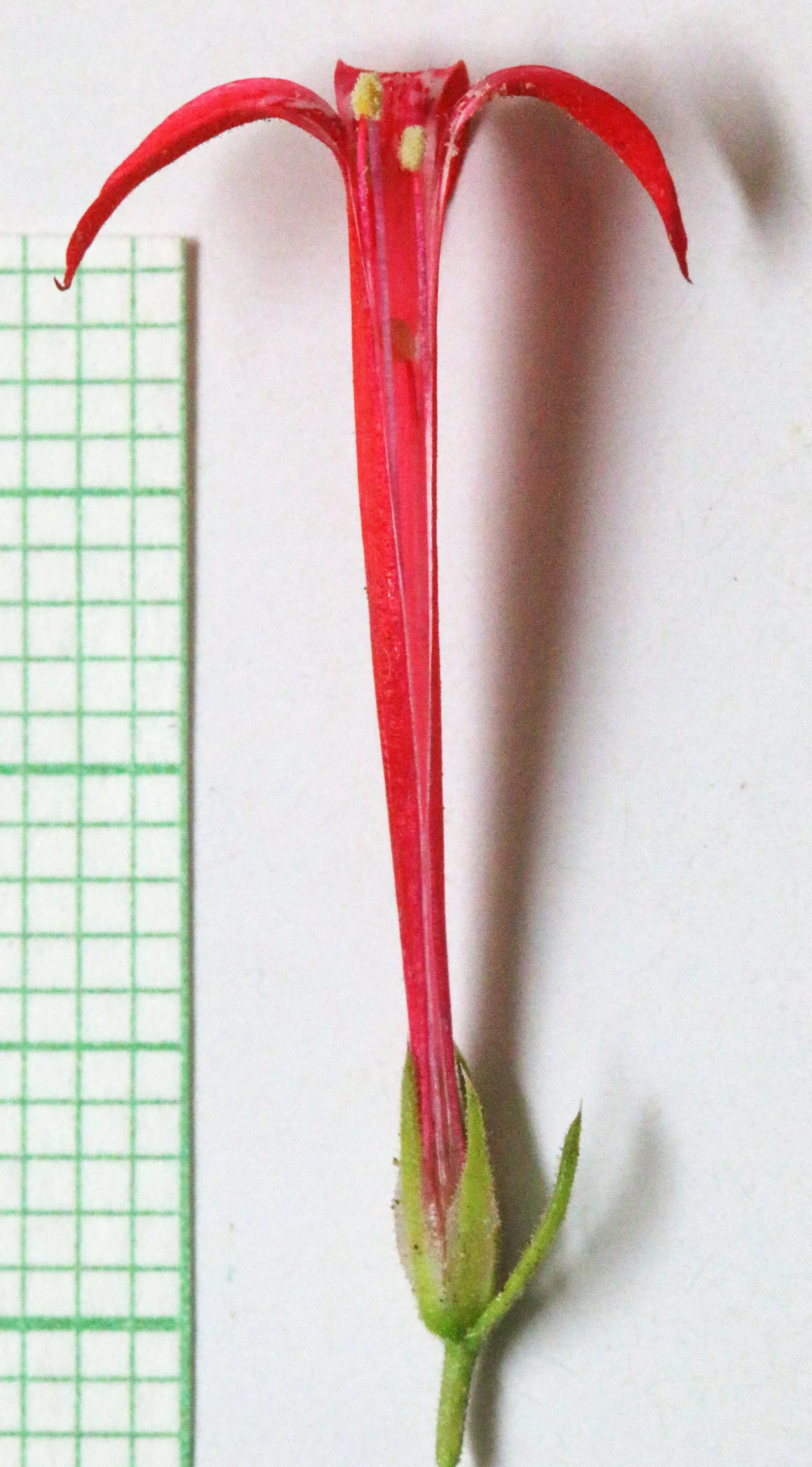 Scarlet Gillia (Ipomopsis Aggregata) — as it may behave more like an annual in colder climates; fiery red to orange flowers that are roughly 1 to 1.5 inches