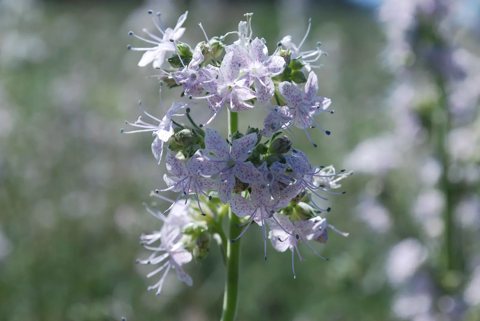 Scarlet Gillia (Ipomopsis Aggregata) — scientifically named Ipomopsis aggregata; thus encouraging biodiversity within the landscape, image 56
