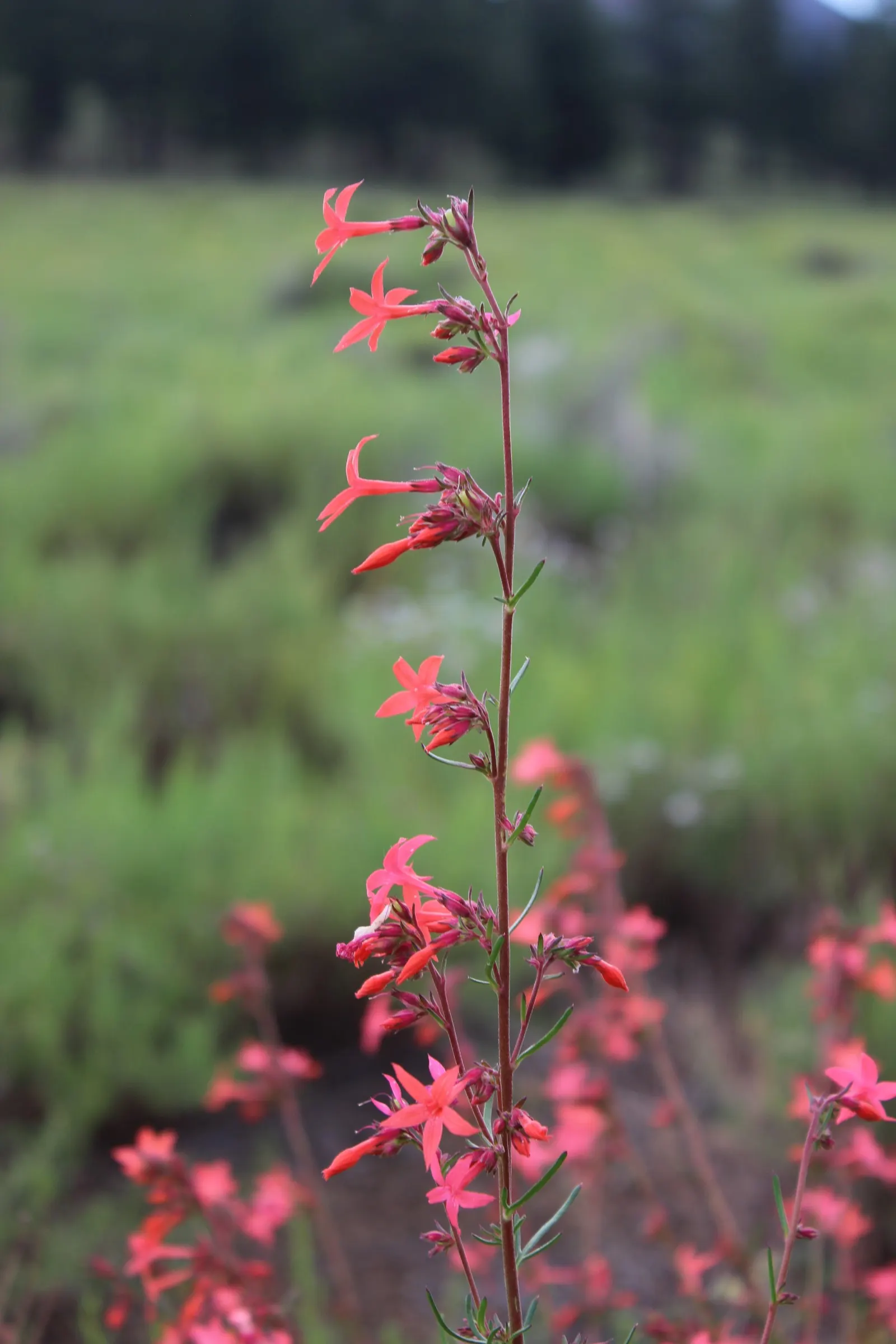 Scarlet Gillia (Ipomopsis Aggregata) — ideal for adding vertical interest to any garden design; ideal for dry, well-drained soil and full sun, it, image 58