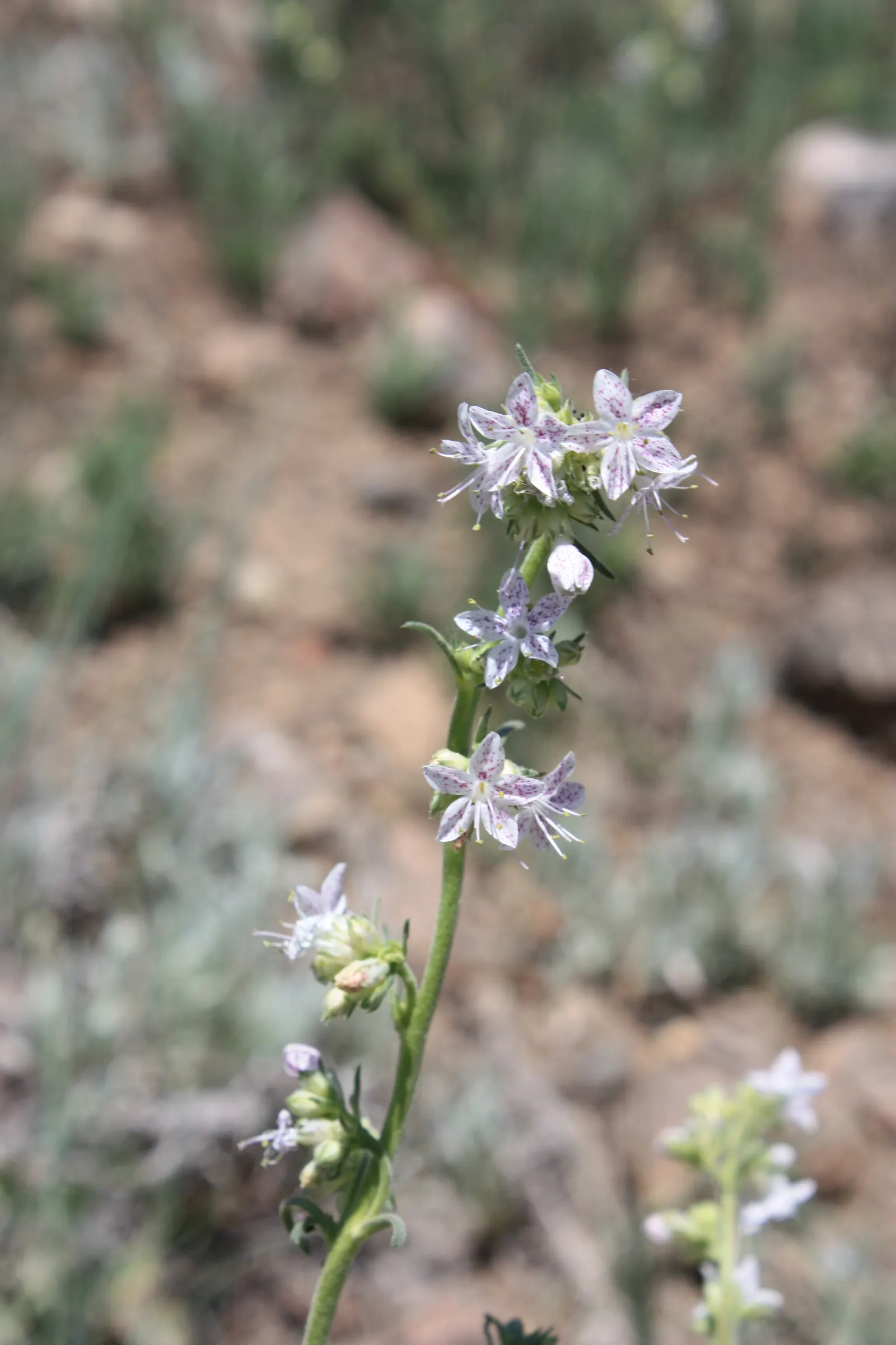 Scarlet Gillia (Ipomopsis Aggregata) — scientifically named Ipomopsis aggregata