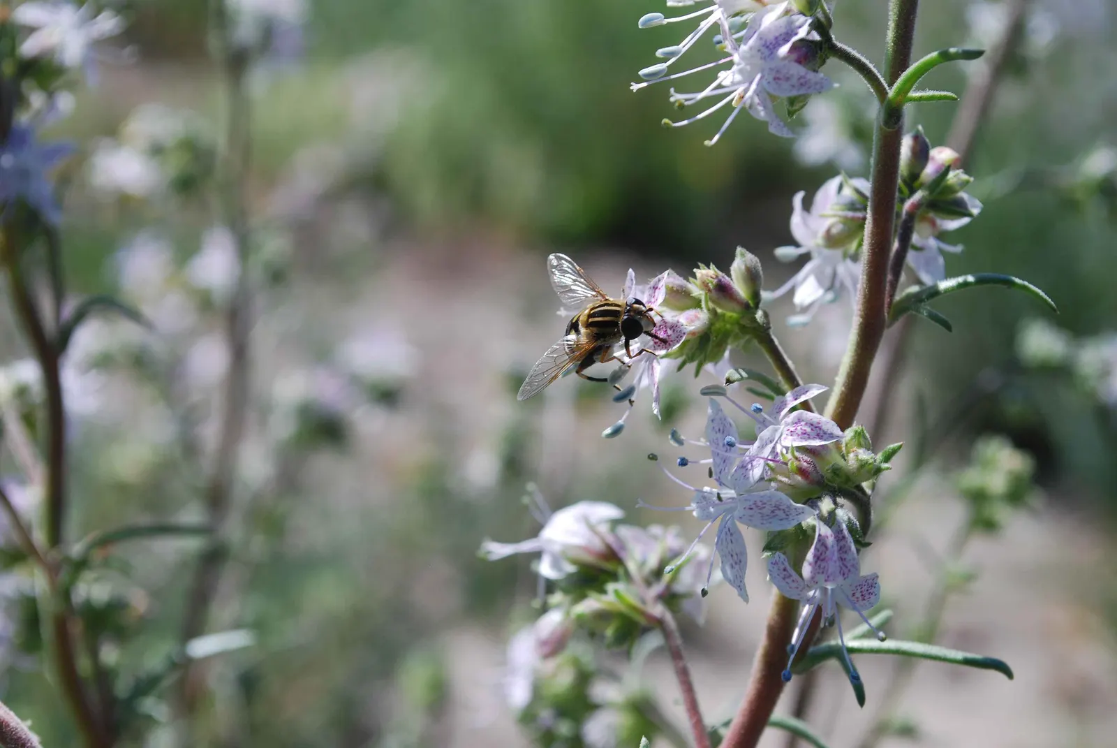 Scarlet Gillia (Ipomopsis Aggregata) — Regular watering during extended dry periods will help maintain vigor
