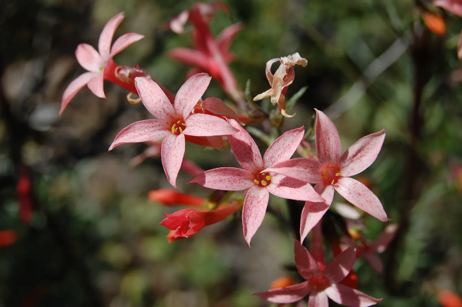 Scarlet Gillia (Ipomopsis Aggregata) — as it may behave more like an annual in colder climates; fiery red to orange flowers that are roughly 1 to, image 70