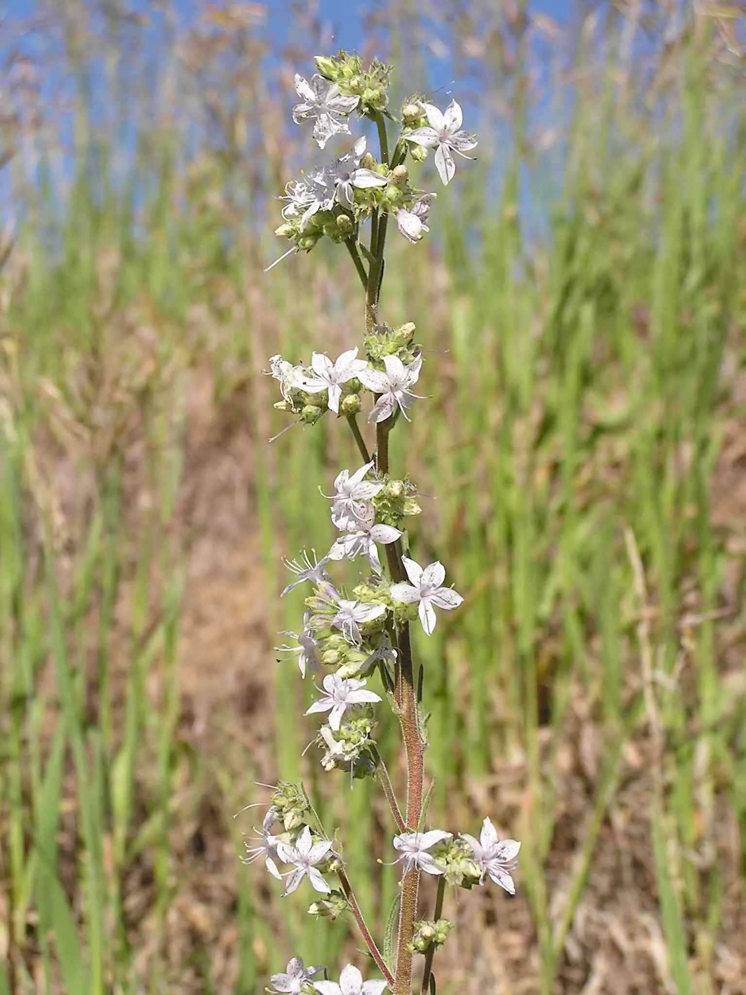 Scarlet Gillia (Ipomopsis Aggregata) — consider its visual impact in masses or clusters against a backdrop of lower-growing; reaching a height of 1, image 66
