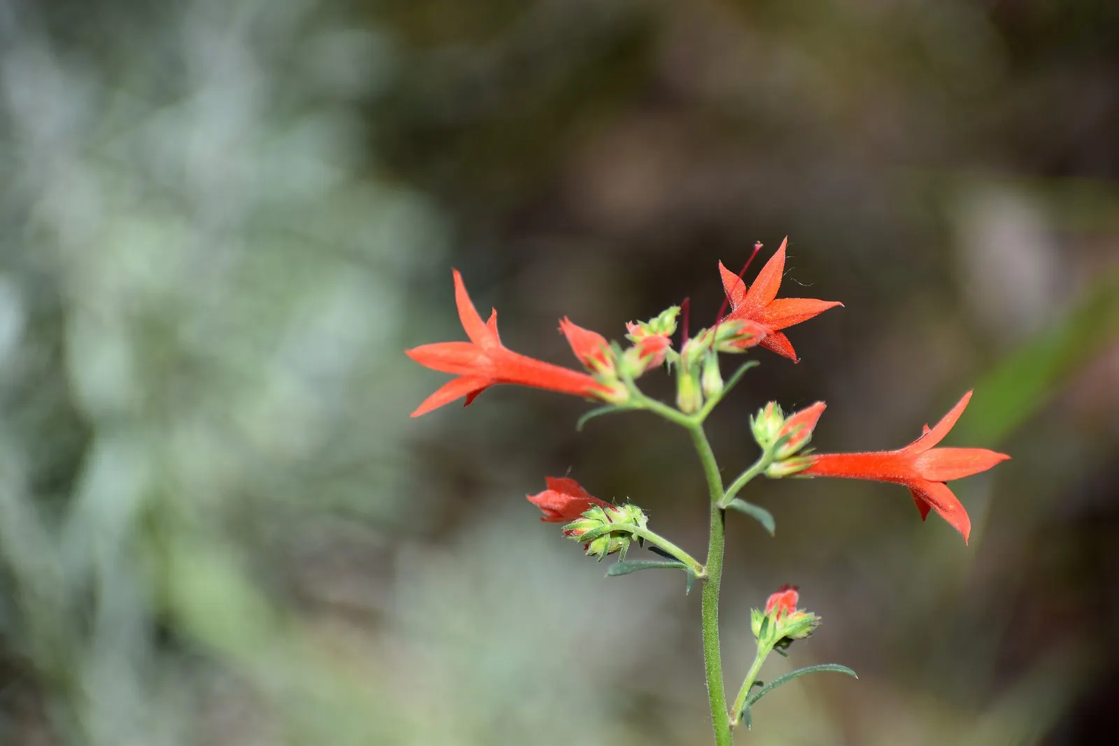 Scarlet Gillia (Ipomopsis Aggregata) — perennial for full or half; but be cautious of overwatering to prevent root rot, image 75
