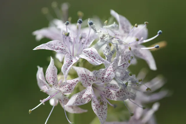 Scarlet Gillia (Ipomopsis Aggregata) — Use in clusters for a dramatic effect; is a biennial to short-lived perennial that provides a striking, image 55