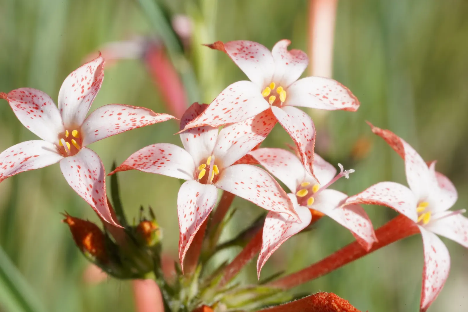 Scarlet Gillia (Ipomopsis Aggregata) — scientifically named Ipomopsis aggregata; thus encouraging biodiversity within the landscape