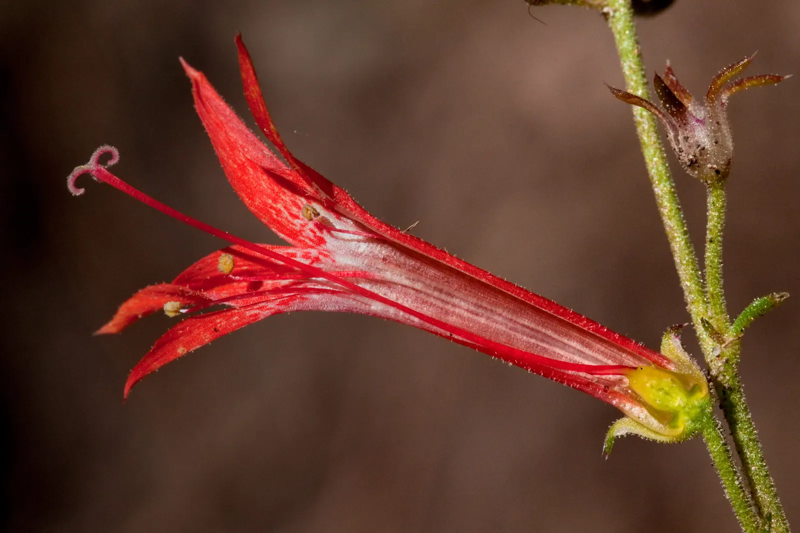 Scarlet Gillia (Ipomopsis Aggregata) — thus encouraging biodiversity within the landscape; as it may behave more like an annual in colder climates, image 64