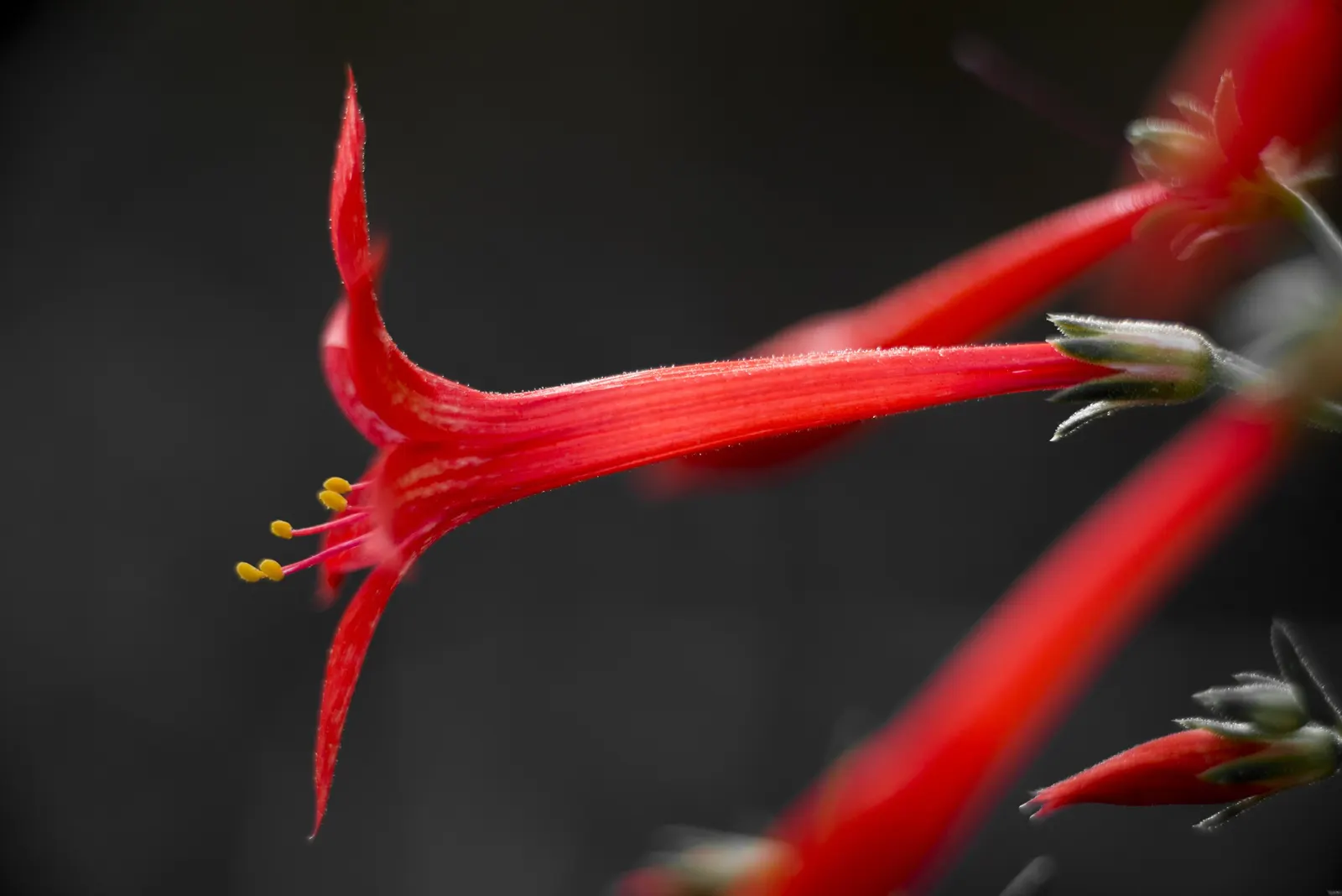 Scarlet Gillia (Ipomopsis Aggregata) — ideal for adding vertical interest to any garden design; ideal for dry, well-drained soil and full sun, it blooms from