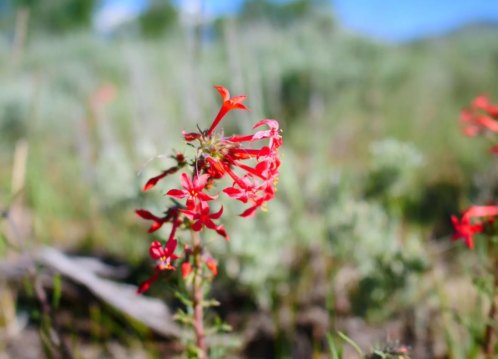 Scarlet Gillia (Ipomopsis Aggregata) — Be mindful of its zone hardiness (3 to 10); orange and red flowers in the garden