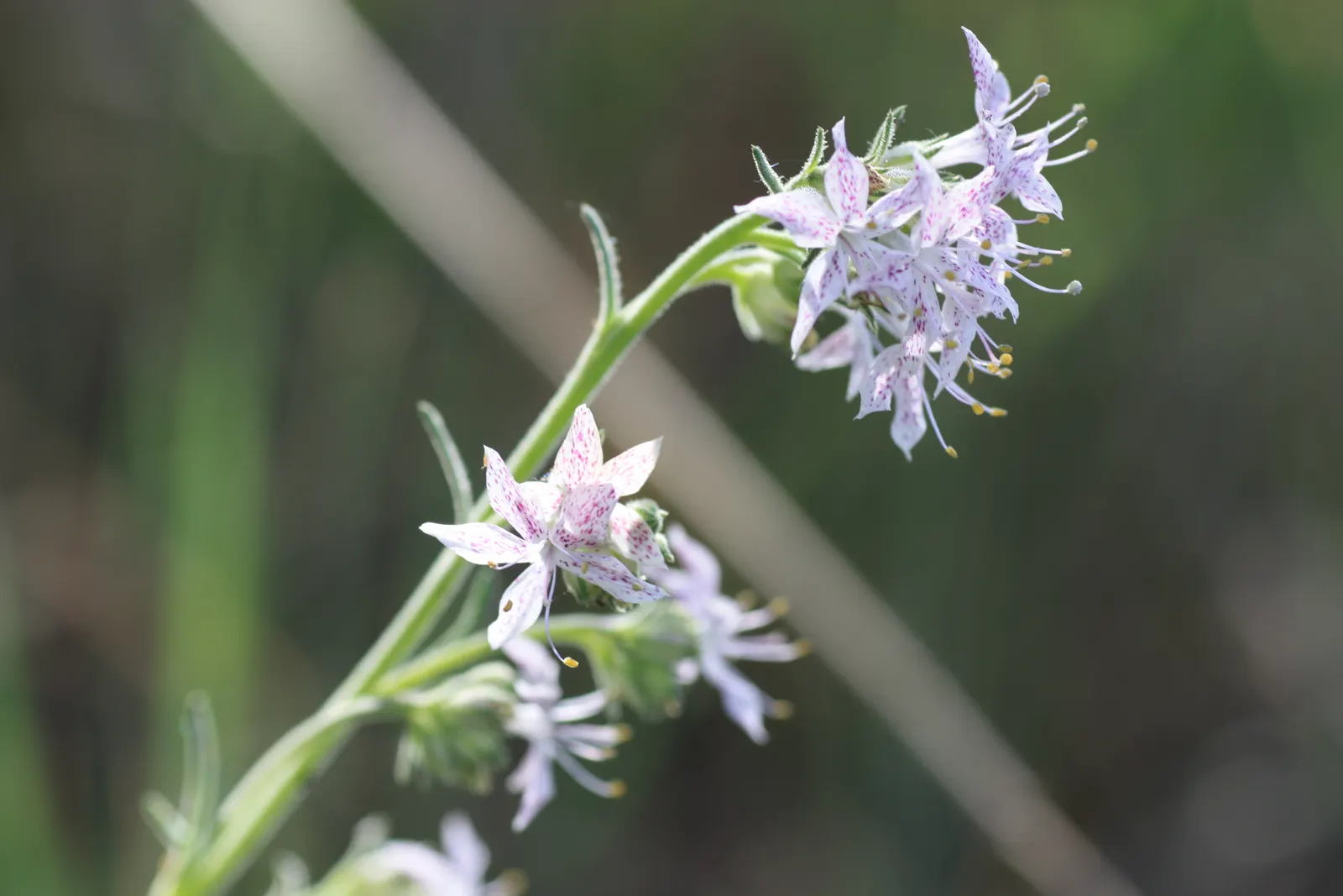 Scarlet Gillia (Ipomopsis Aggregata) — Reaching a height of 1 to 4 feet