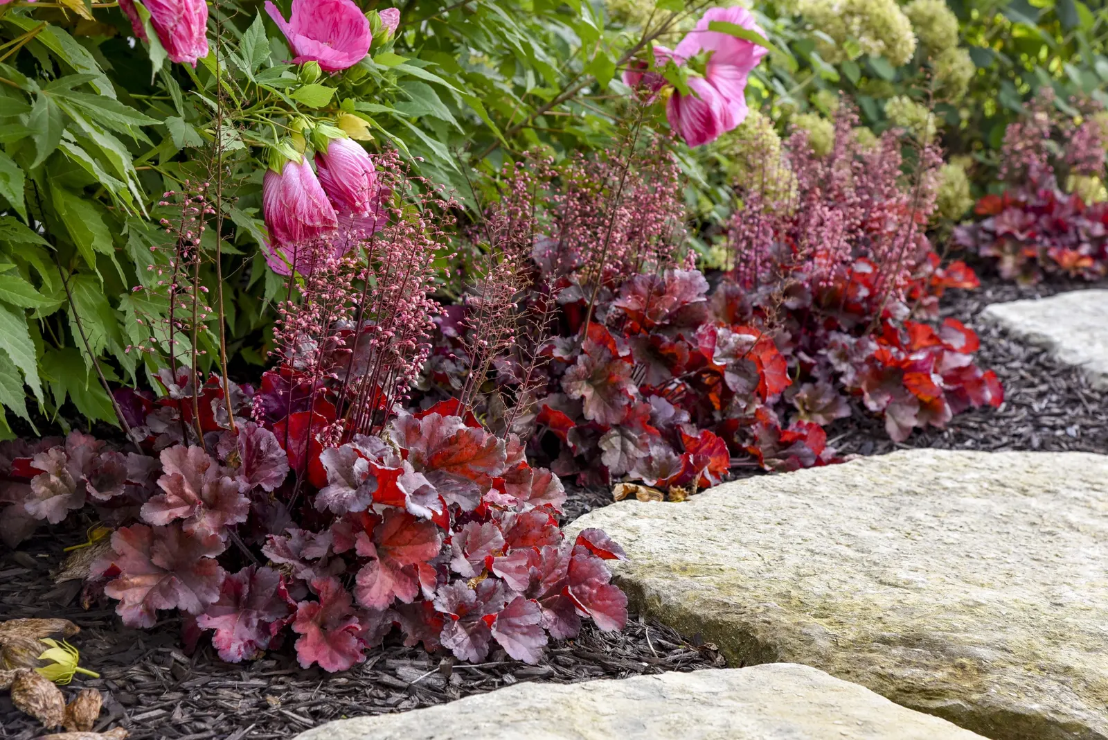 'Mahogany Monster' Coral Bells (Heuchera hybrid) — commonly referred to as 'Mahogany Monster' Coral Bells