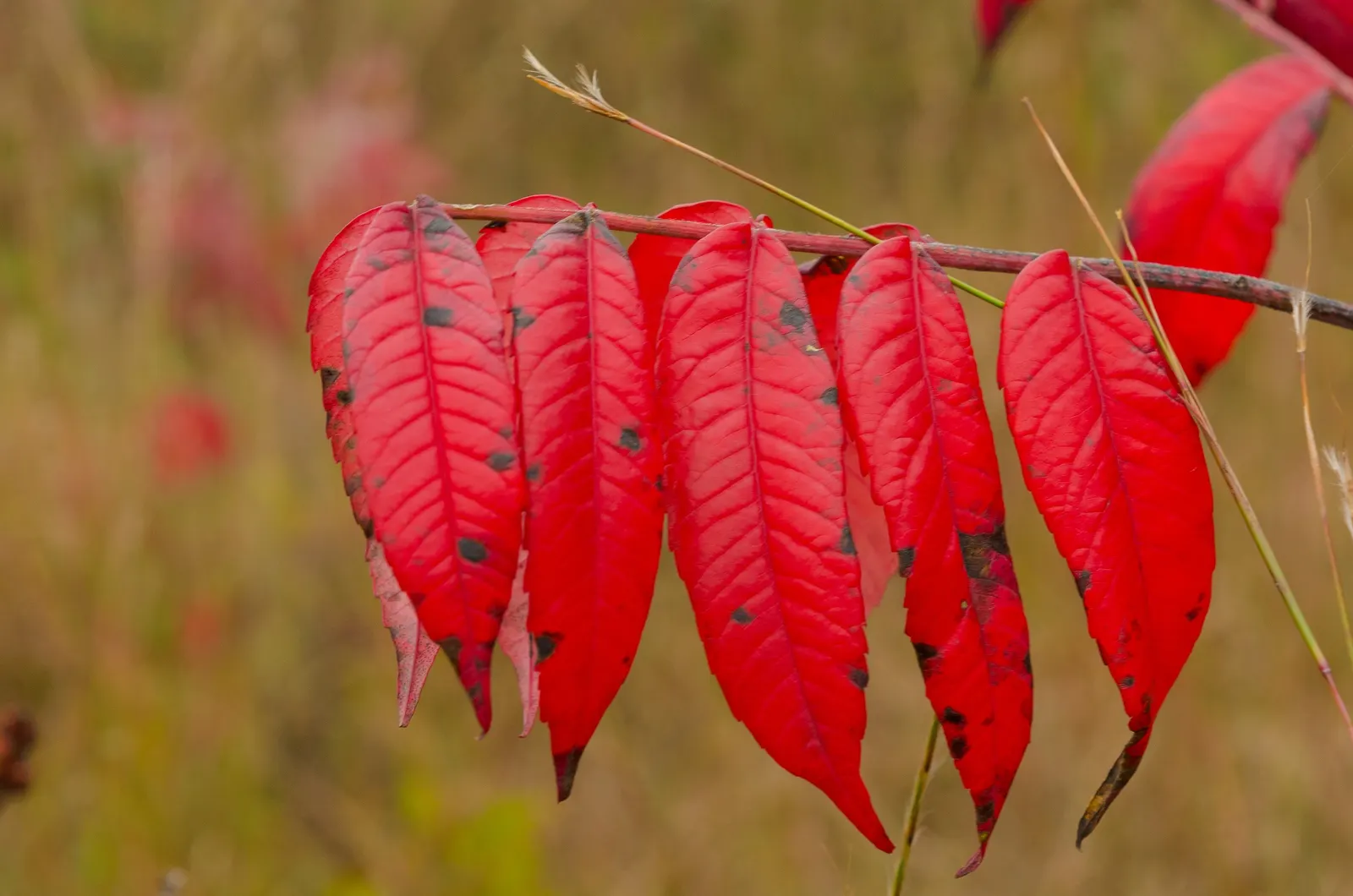 Smooth Sumac (Rhus Glabra) — which extend from 12 to 24 inches in length
