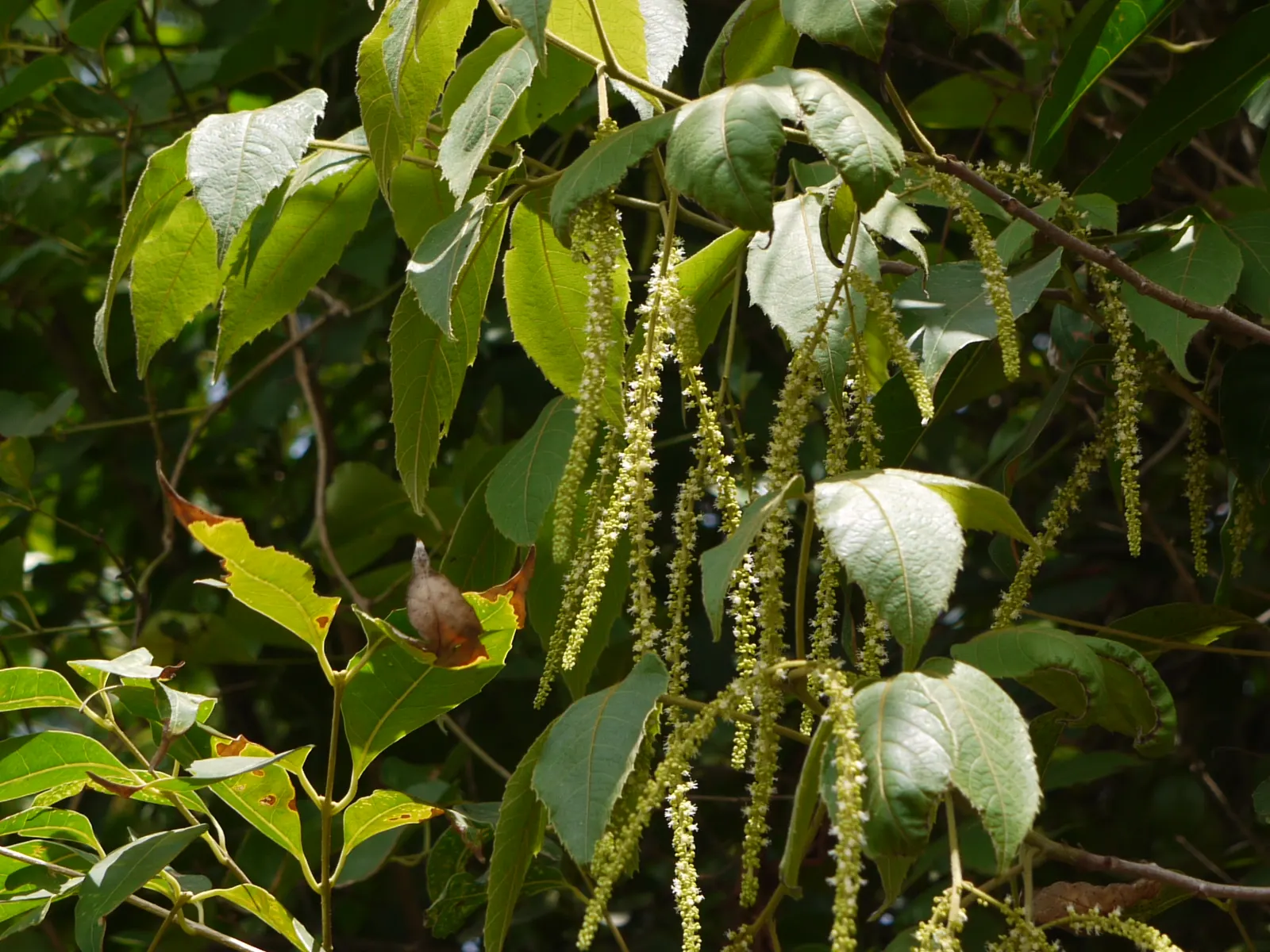 Smooth Sumac (Rhus Glabra) — admired for its vivid red fall foliage and pyramidal clusters of dark red berries; making it an exceptional choice for, image 60