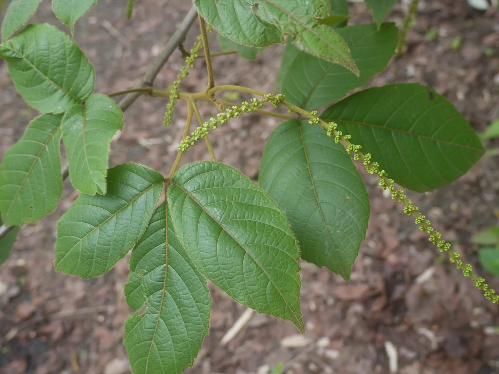 Smooth Sumac (Rhus Glabra) — preferring full sun to partial shade; deciduous shrub that offers striking visual interest throughout the year