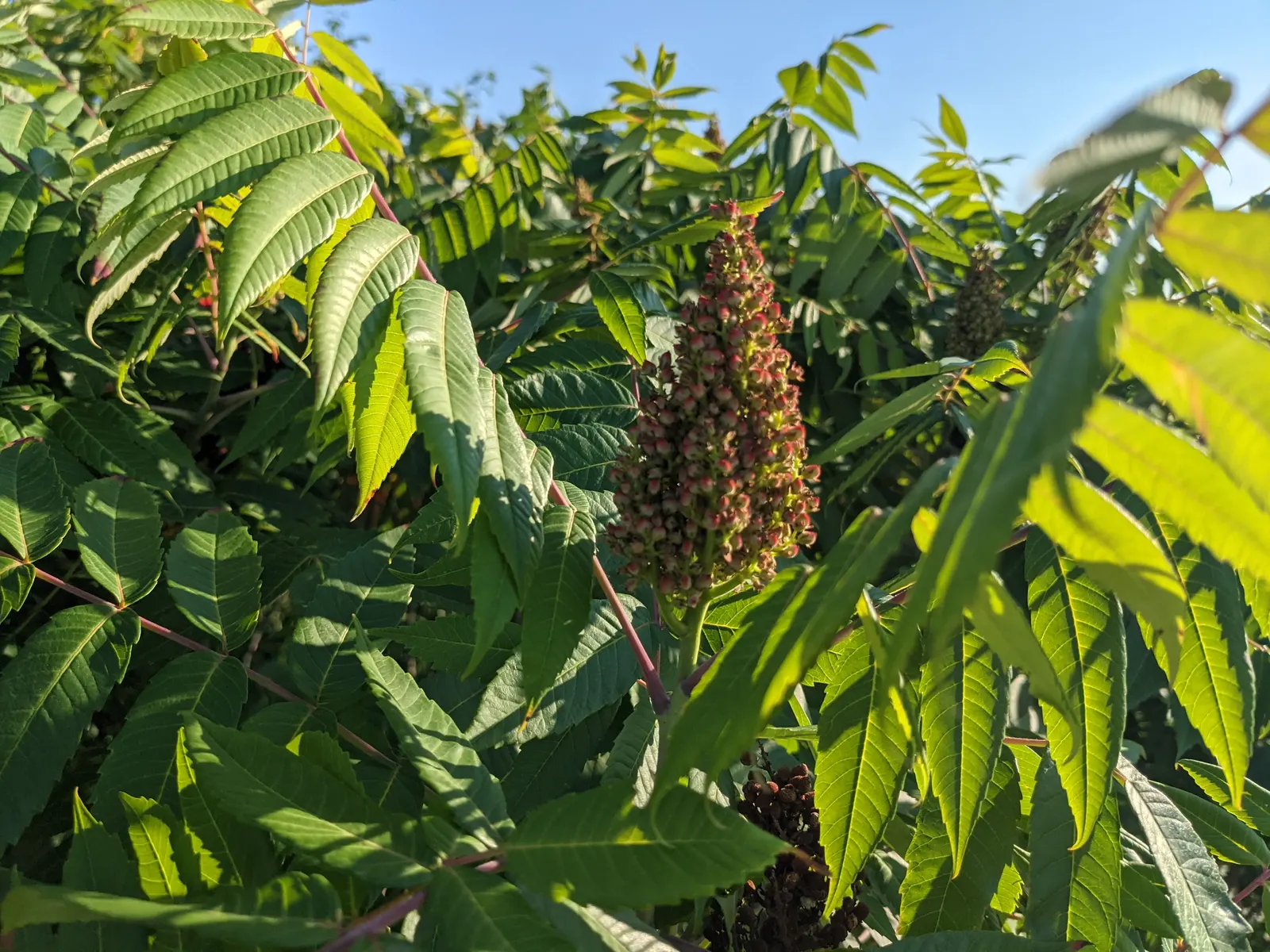 Smooth Sumac (Rhus Glabra) — admired for its vivid red fall foliage and pyramidal clusters of dark red berries