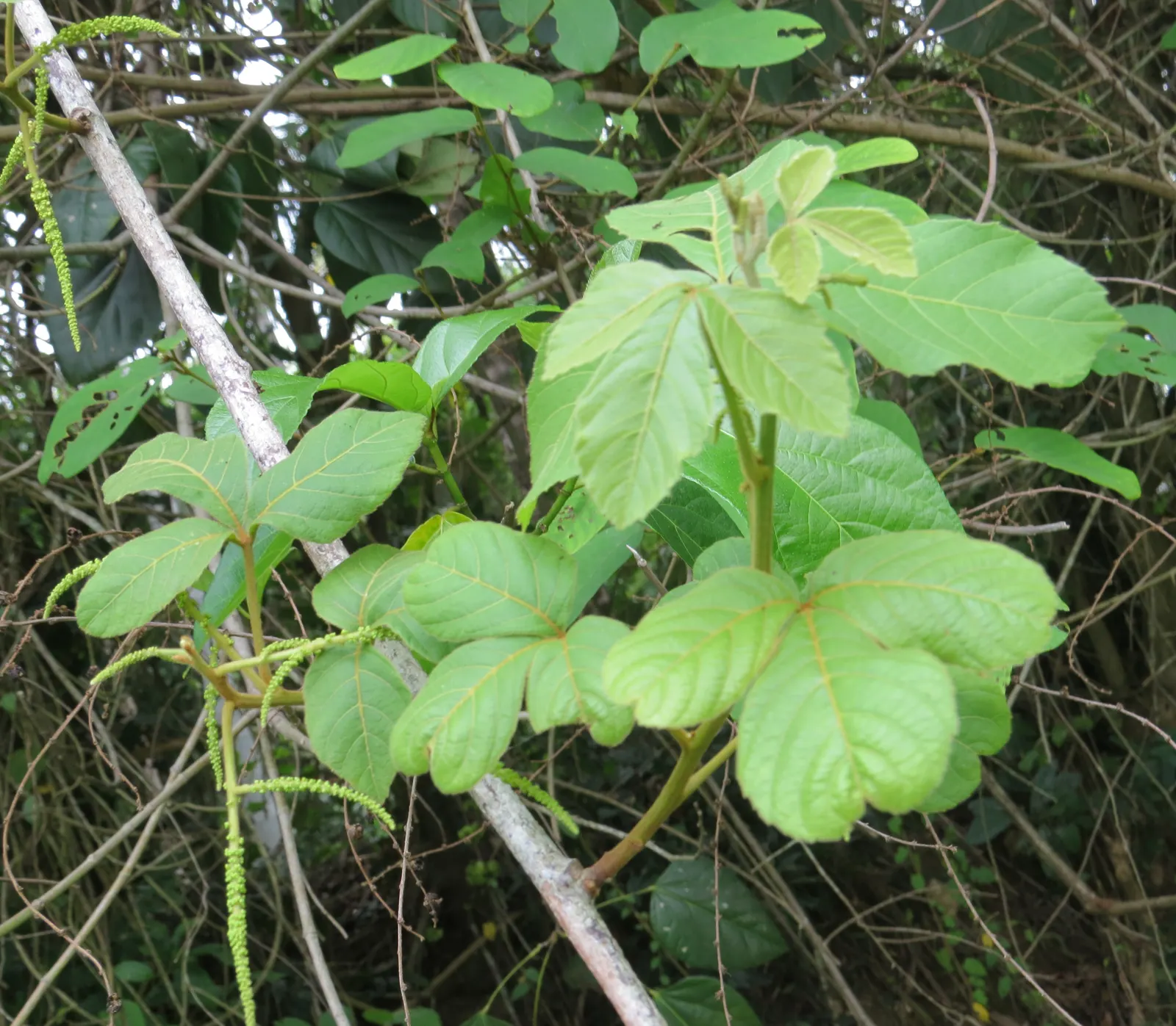 Smooth Sumac (Rhus Glabra) — Its form is rounded to open, with a tendency to sucker, leading to dense thickets if not managed; ideal for naturalized or