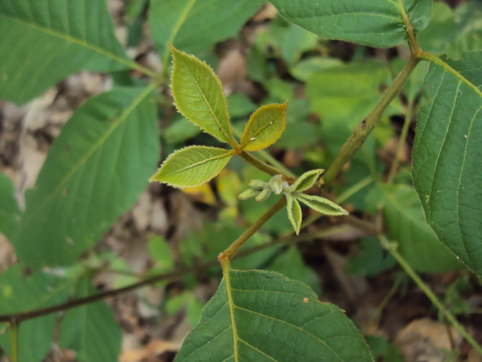Smooth Sumac (Rhus Glabra) — or as a bold accent piece.<br><br>The smooth sumac is easily identifiable by its compound leaves; this native North American