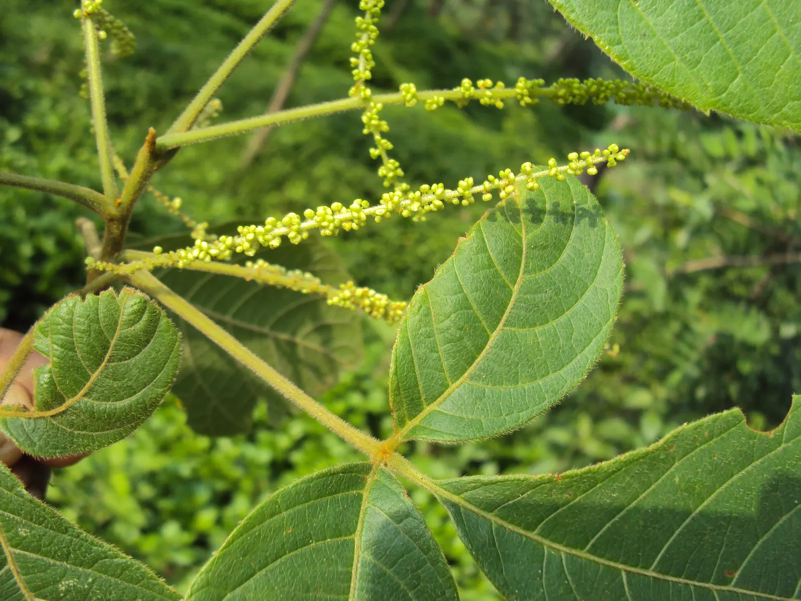 Smooth Sumac (Rhus Glabra) — requiring both male and female plants for fruit production; the sumac's hardiness zones range from 3 to 9