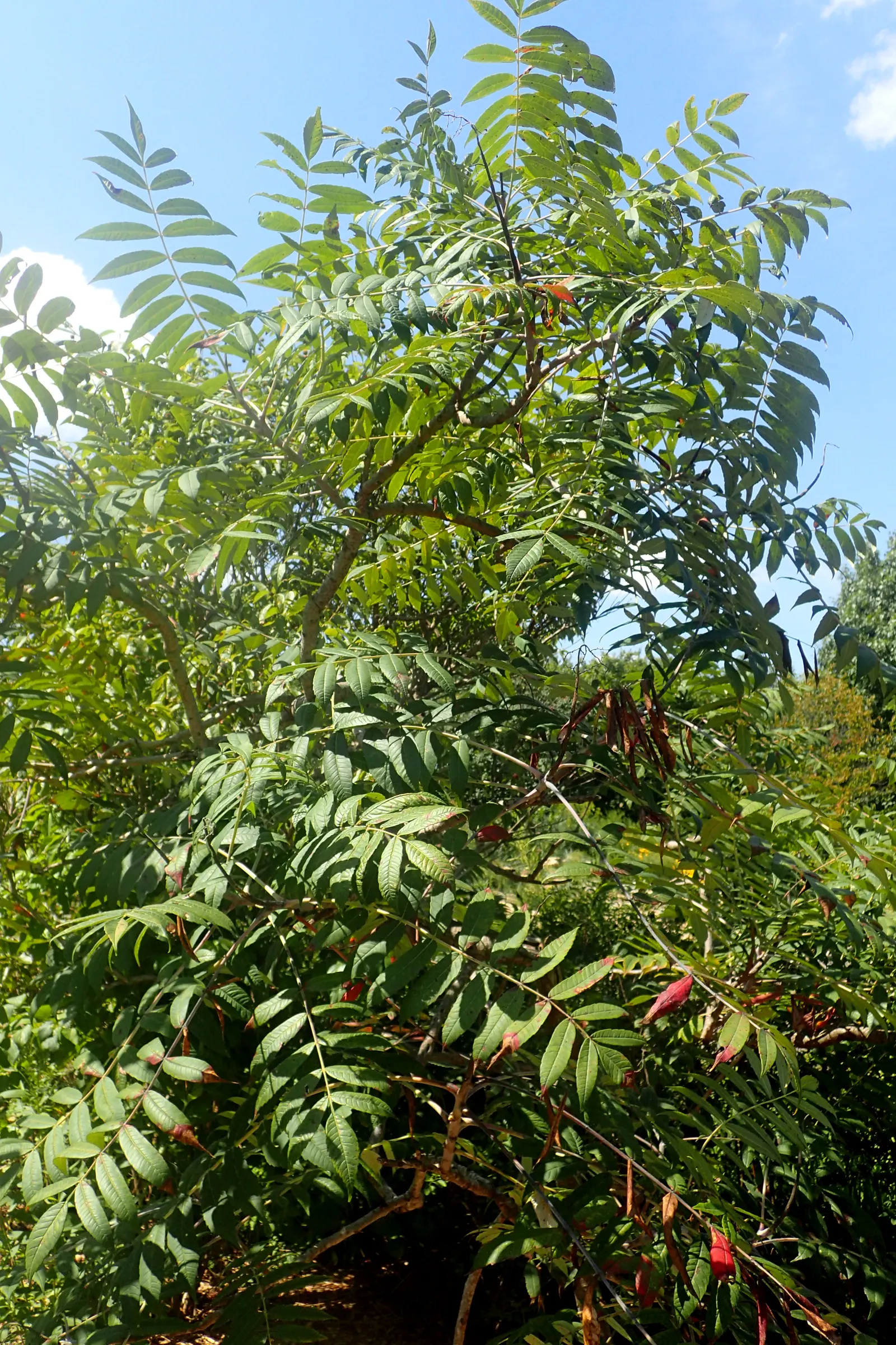 Smooth Sumac (Rhus Glabra) — preferring full sun to partial shade