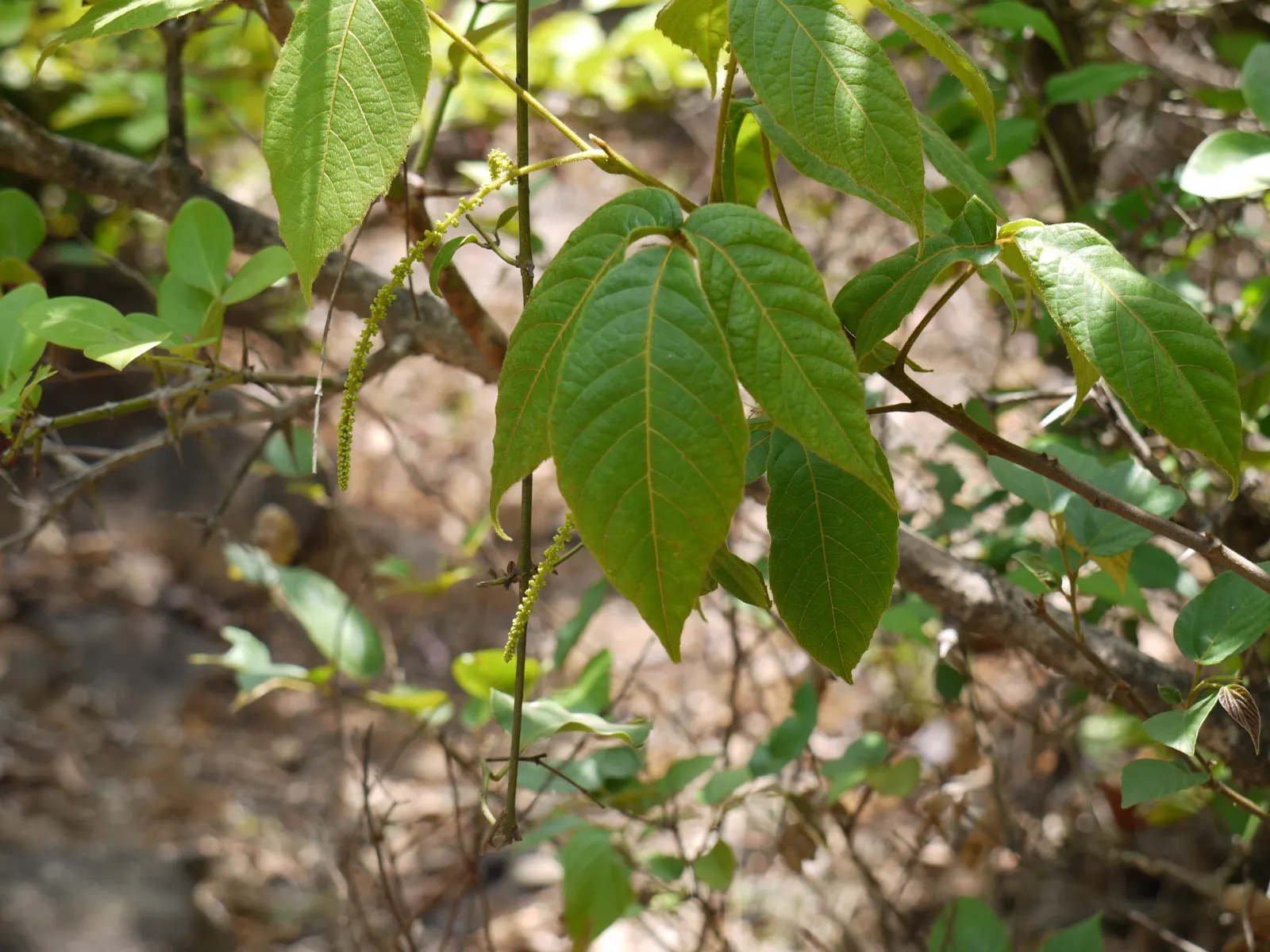 Smooth Sumac (Rhus Glabra) — The sumac's hardiness zones range from 3 to 9