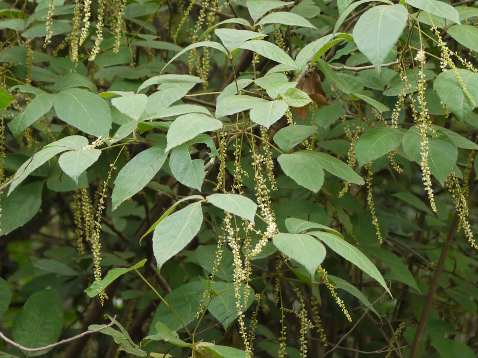 Smooth Sumac (Rhus Glabra) — admired for its vivid red fall foliage and pyramidal clusters of dark red berries; making it an exceptional choice for landscape