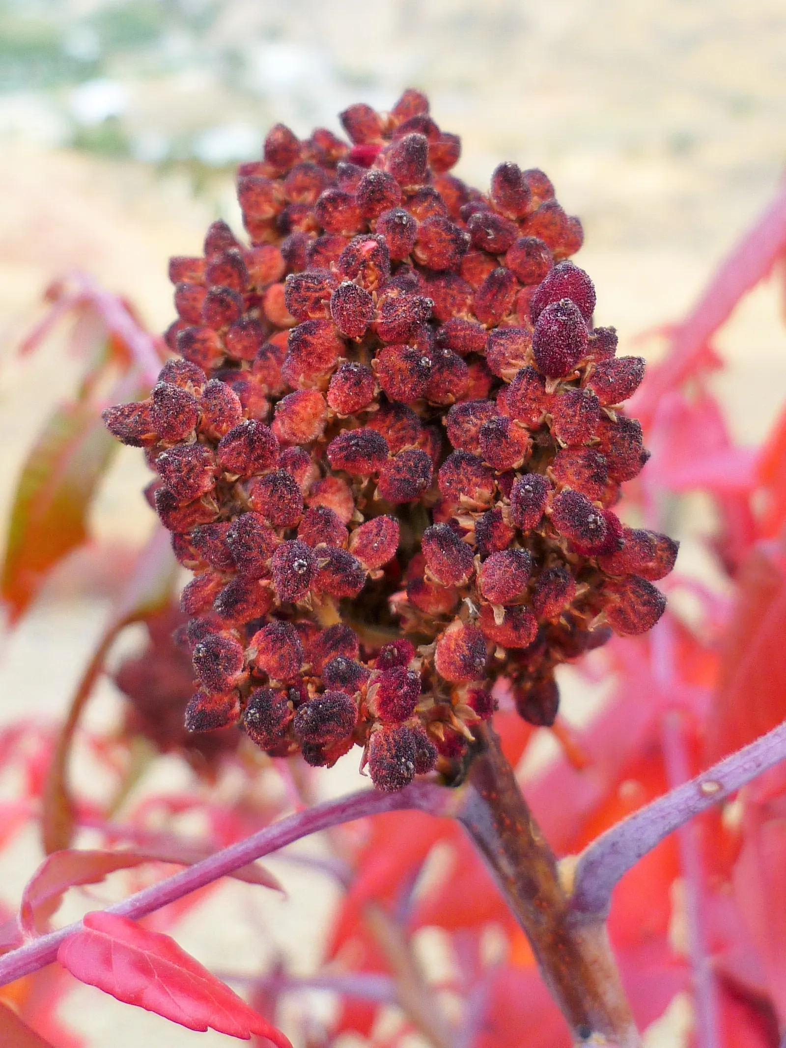 Smooth Sumac (Rhus Glabra) — and spreads 10-20 ft wide; this hardy plant thrives in USDA zones 3-9