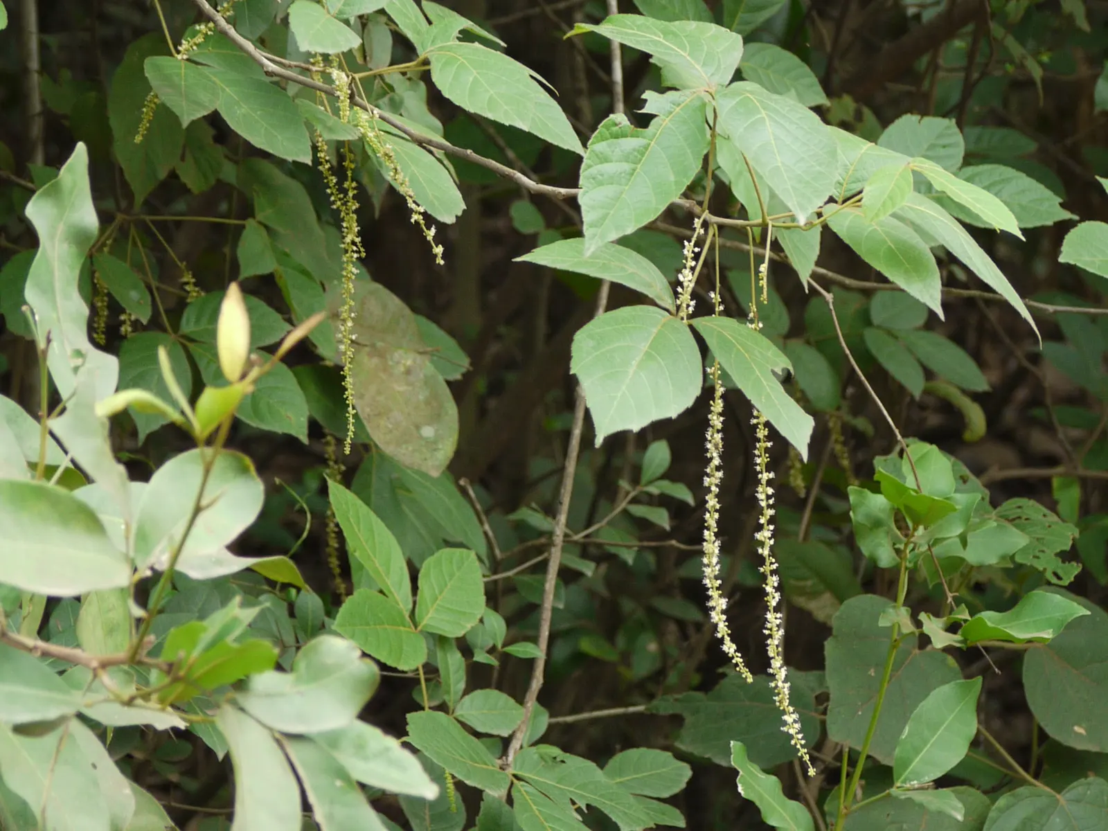 Smooth Sumac (Rhus Glabra) — preferring full sun to partial shade; deciduous shrub that offers striking visual interest throughout the year, image 64