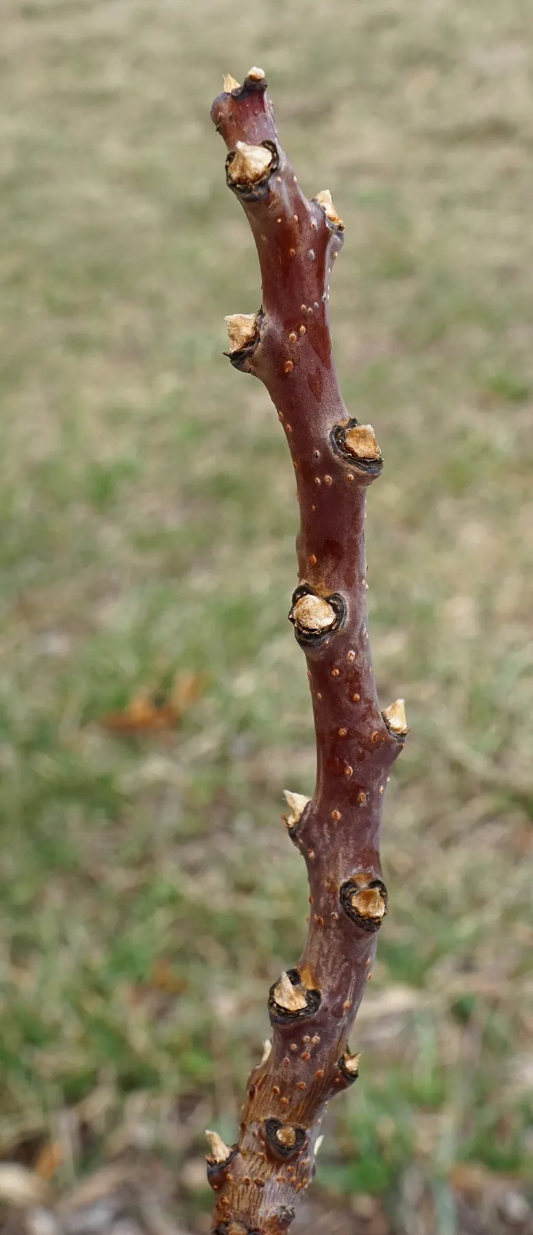 Smooth Sumac (Rhus Glabra) — and spreads 10-20 ft wide; this hardy plant thrives in USDA zones 3-9, image 63