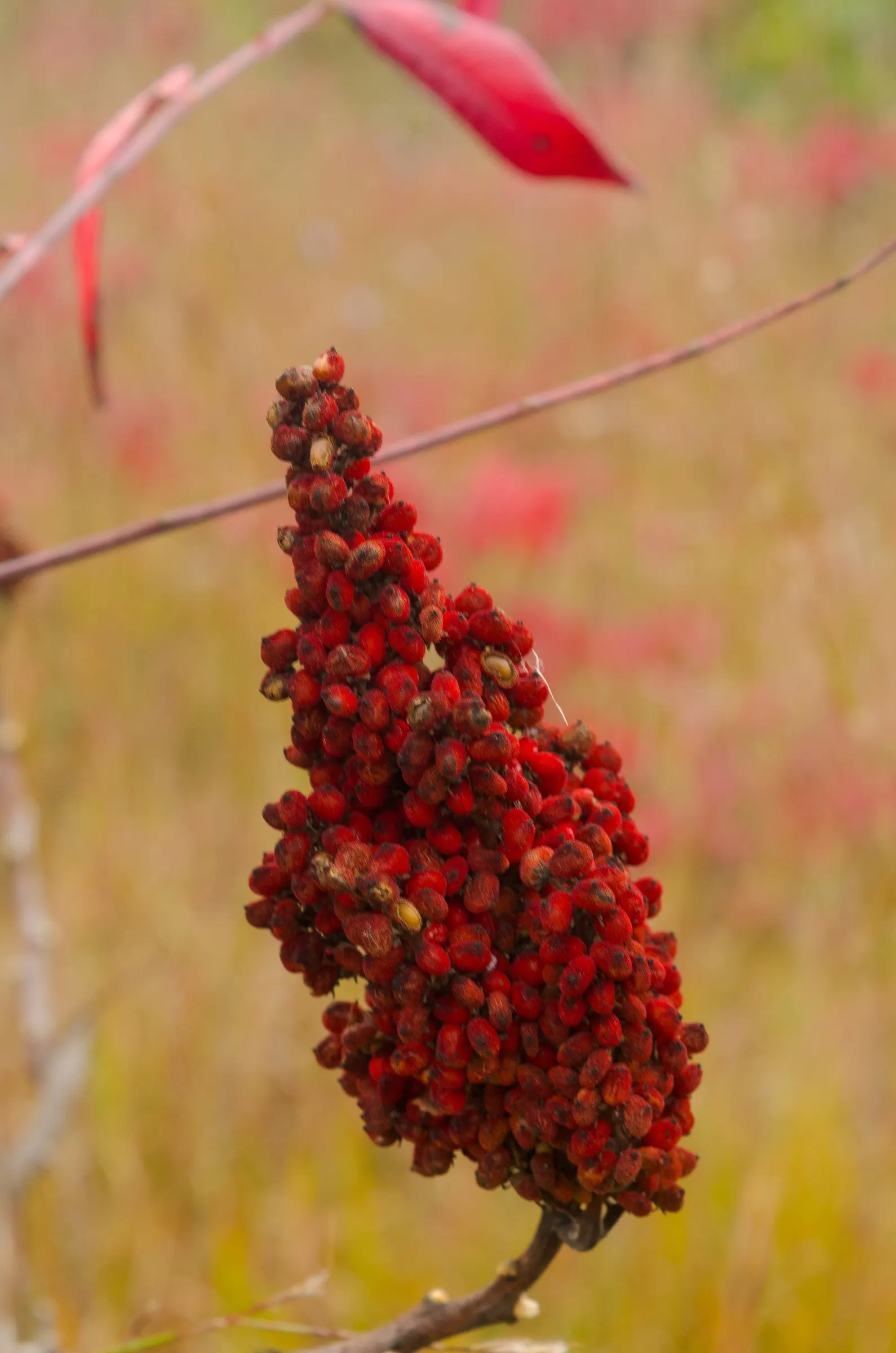 Smooth Sumac (Rhus Glabra) — and wildlife support.<br><br>Rhus glabra typically grows to a height of 5 to 15 feet with an equal spread; although it is tolerant