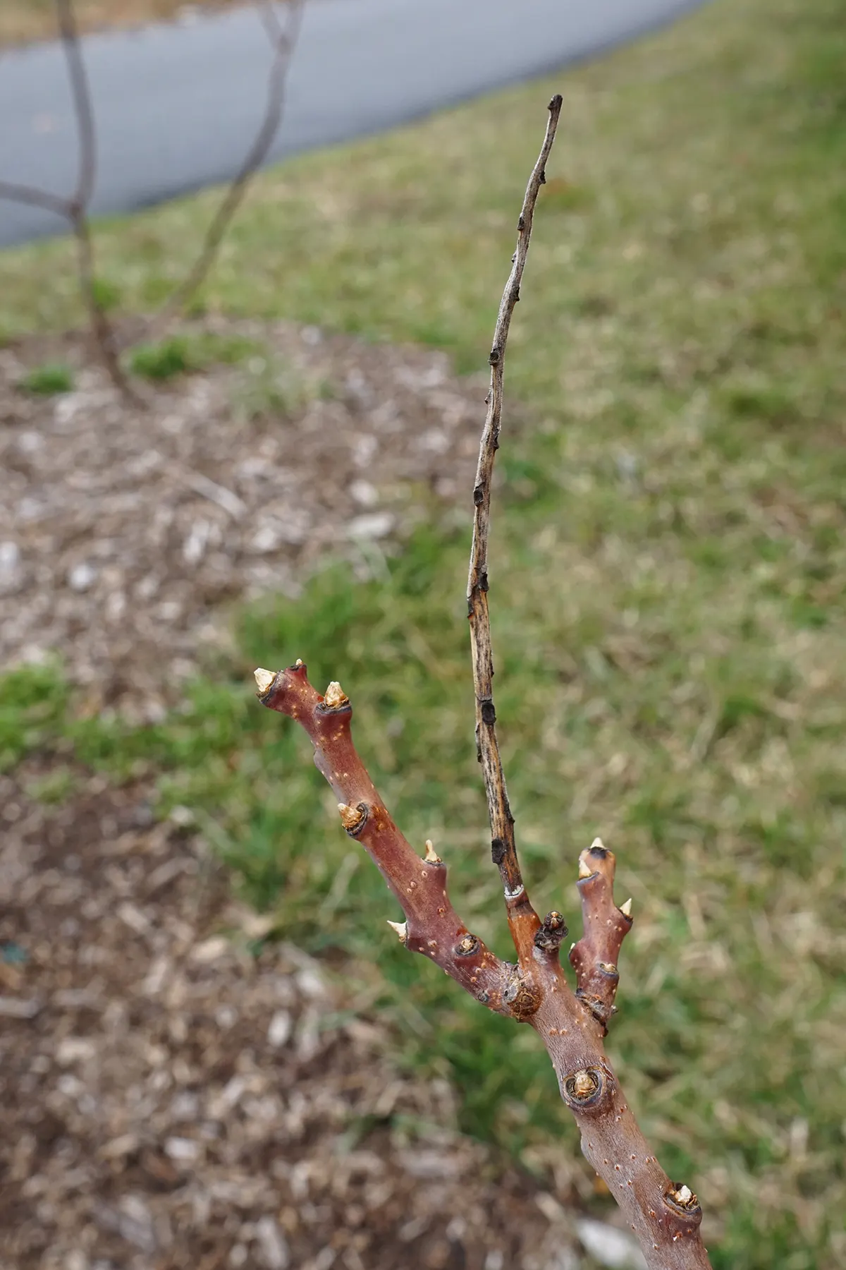 Smooth Sumac (Rhus Glabra) — this native North American species thrives in full sun to partial shade and prefers well-drained soil; preferring full sun to