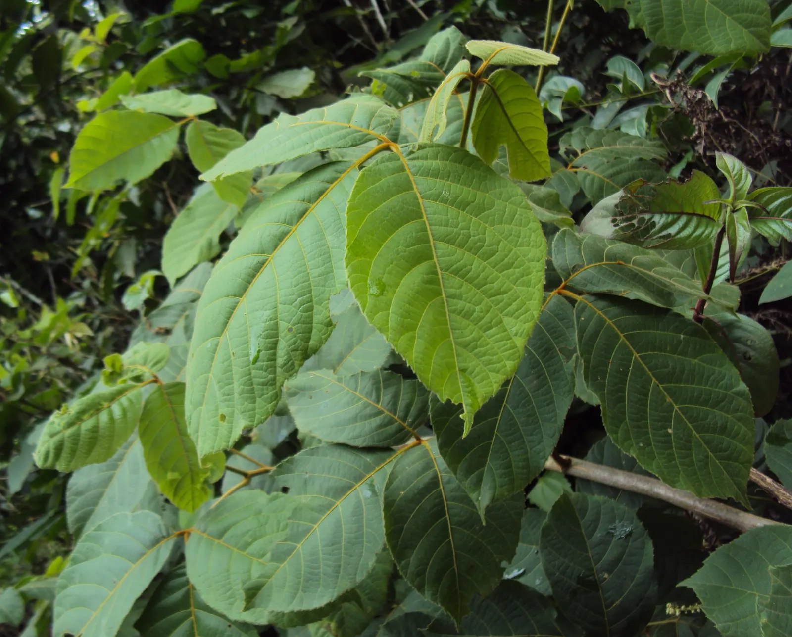 Smooth Sumac (Rhus Glabra) — Landscape architects often employ this shrub for mass plantings