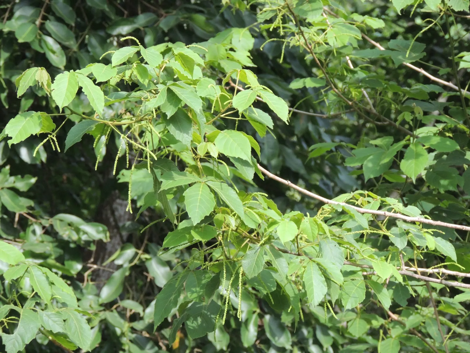 Smooth Sumac (Rhus Glabra) — deciduous shrub that offers striking visual interest throughout the year; scientifically referred to as Rhus glabra