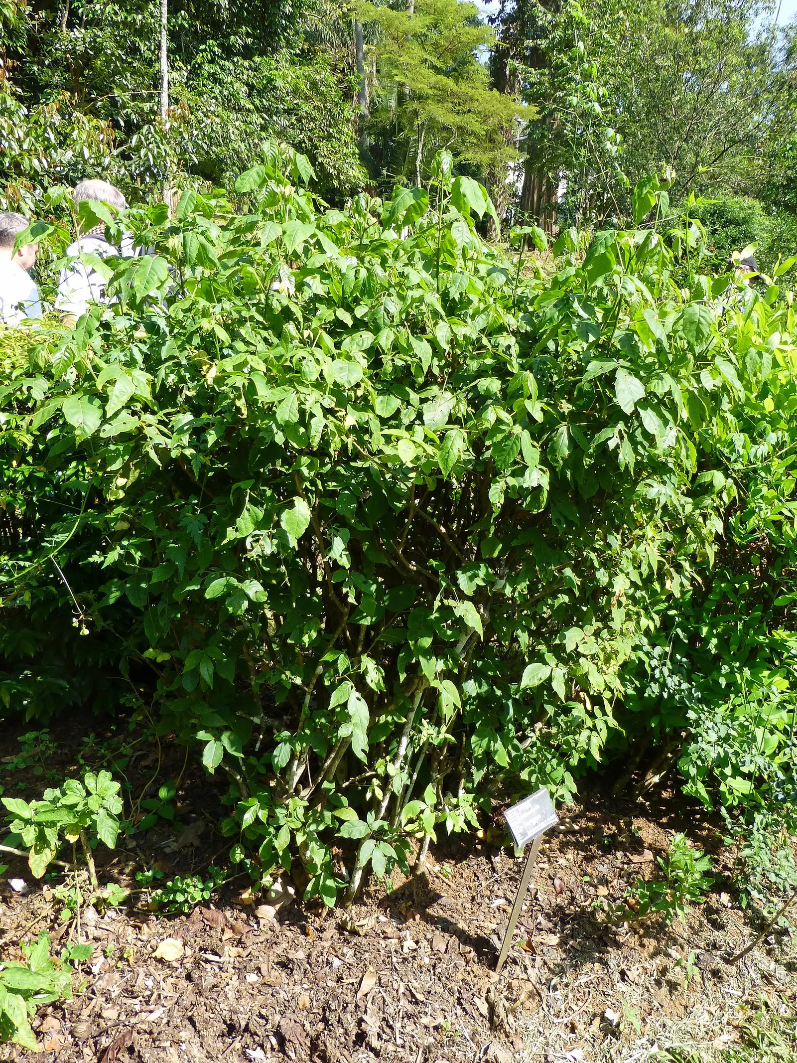 Smooth Sumac (Rhus Glabra) — Its form is rounded to open, with a tendency to sucker, leading to dense thickets if not managed