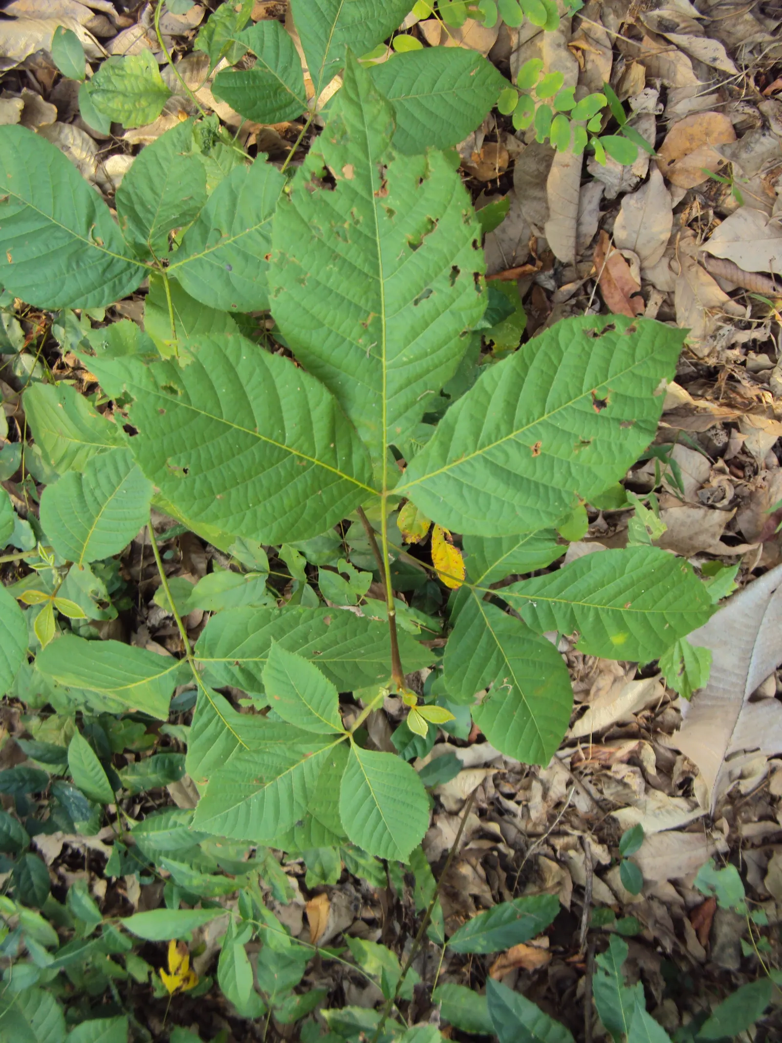Smooth Sumac (Rhus Glabra) — or as a bold accent piece.<br><br>The smooth sumac is easily identifiable by its compound leaves