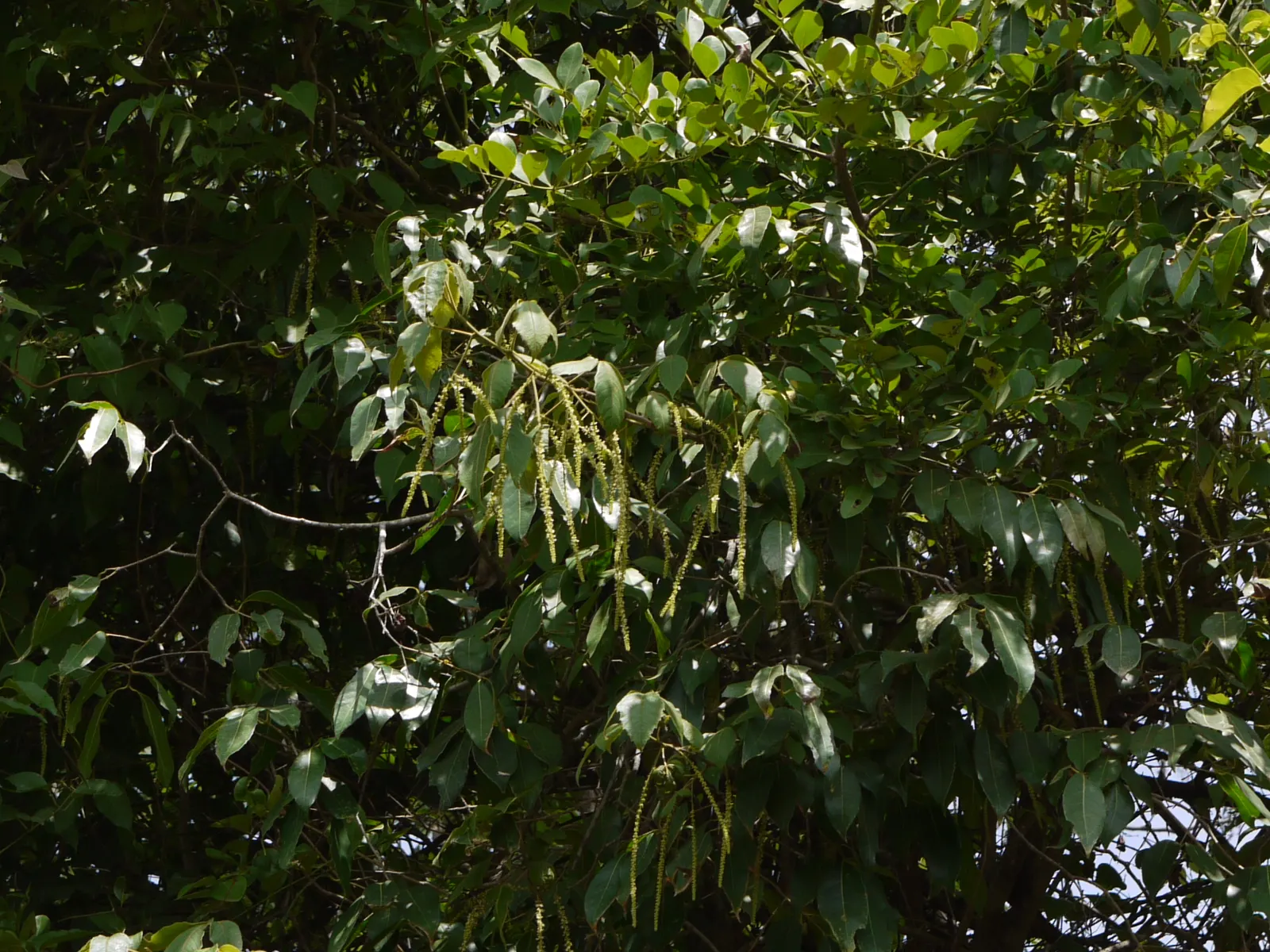 Smooth Sumac (Rhus Glabra) — Ideal for naturalized or wildlife gardens; note that Rhus glabra is dioecious, image 66